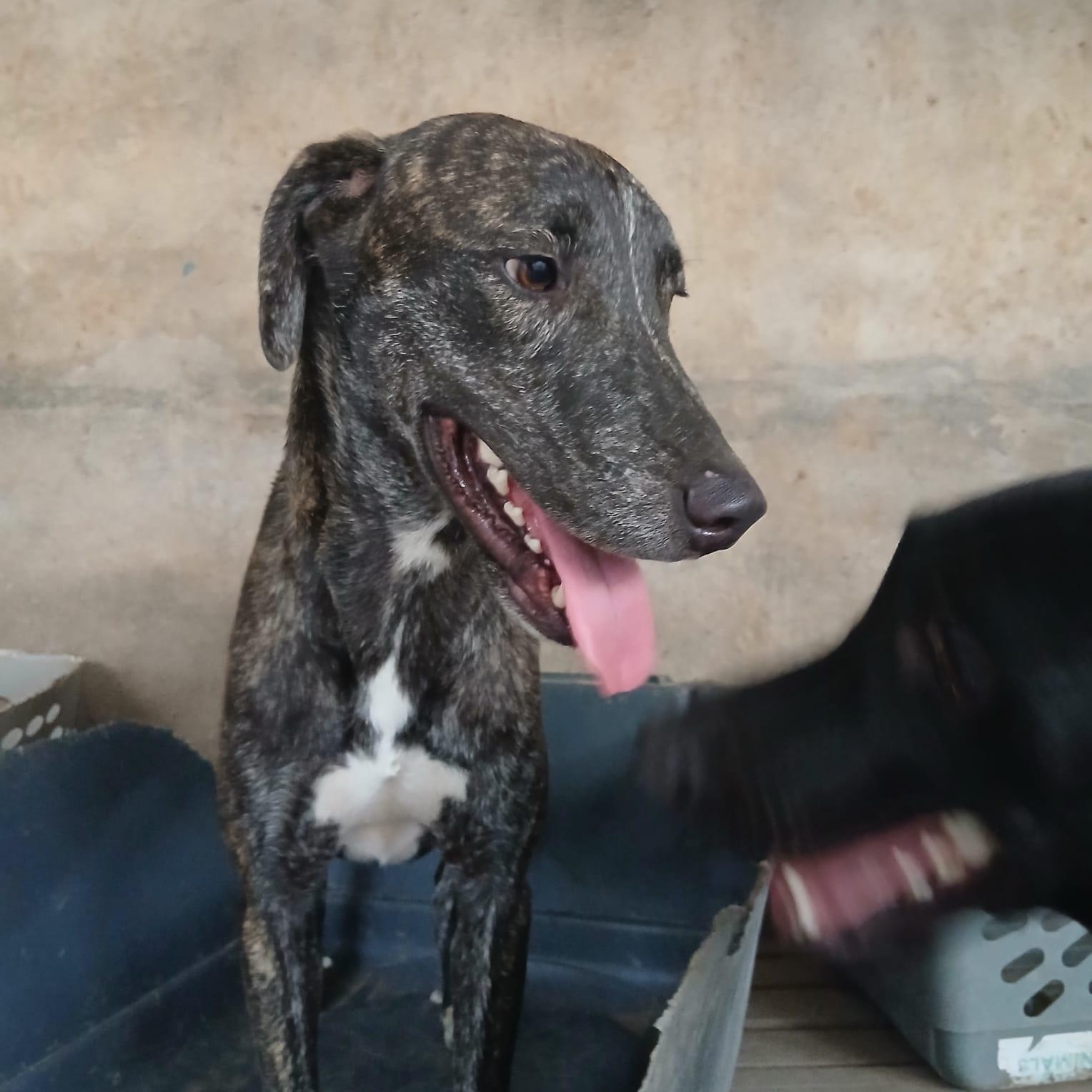 Ringo, a Adoptable Mixed Breed in Las Jarretaderas, NAY image 2/6