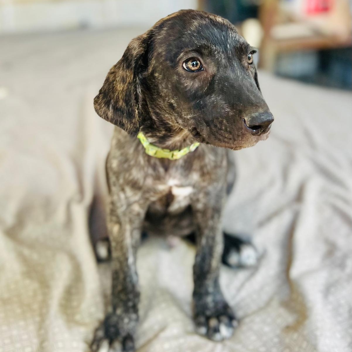 Ringo, a Adoptable Mixed Breed in Las Jarretaderas, NAY image 6/6