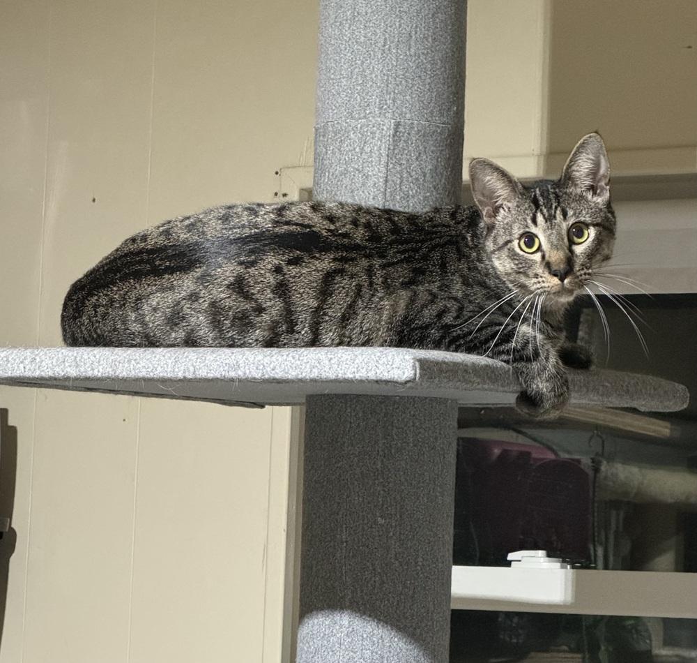 Kirkland 6273, Adoptable, Adult Male Domestic Short Hair.