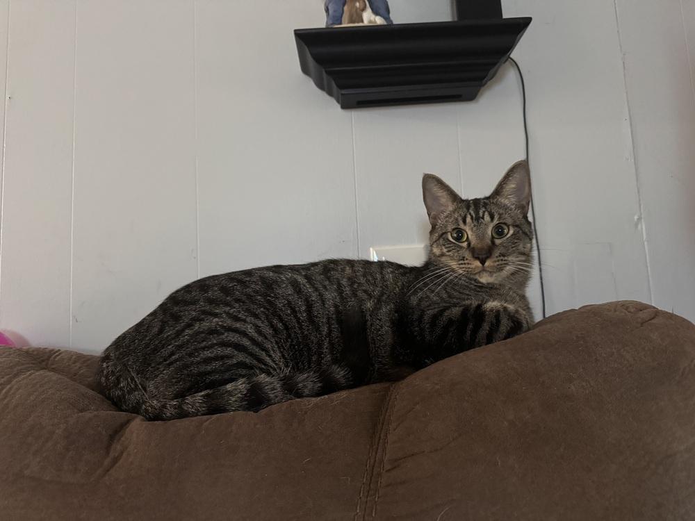 Enlarge Kirkland 6273, a Adoptable Domestic Short Hair in Dallas, TX image 4/6