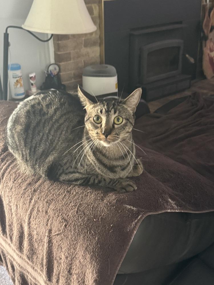 Enlarge Kirkland 6273, a Adoptable Domestic Short Hair in Dallas, TX image 5/6