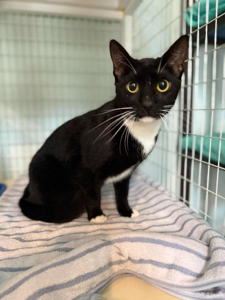 Charlie, Adoptable, Young Male Domestic Short Hair.