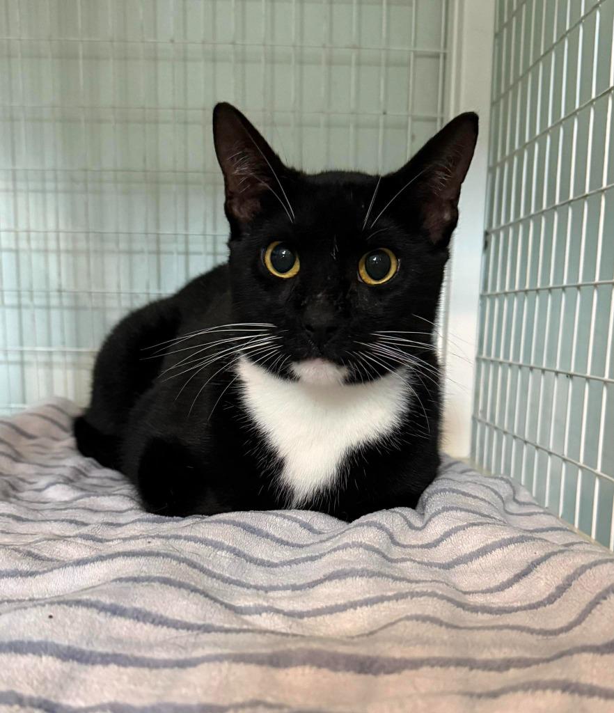 Enlarge Charlie, a Adoptable mixed breed in Kingsland, GA image 2/3