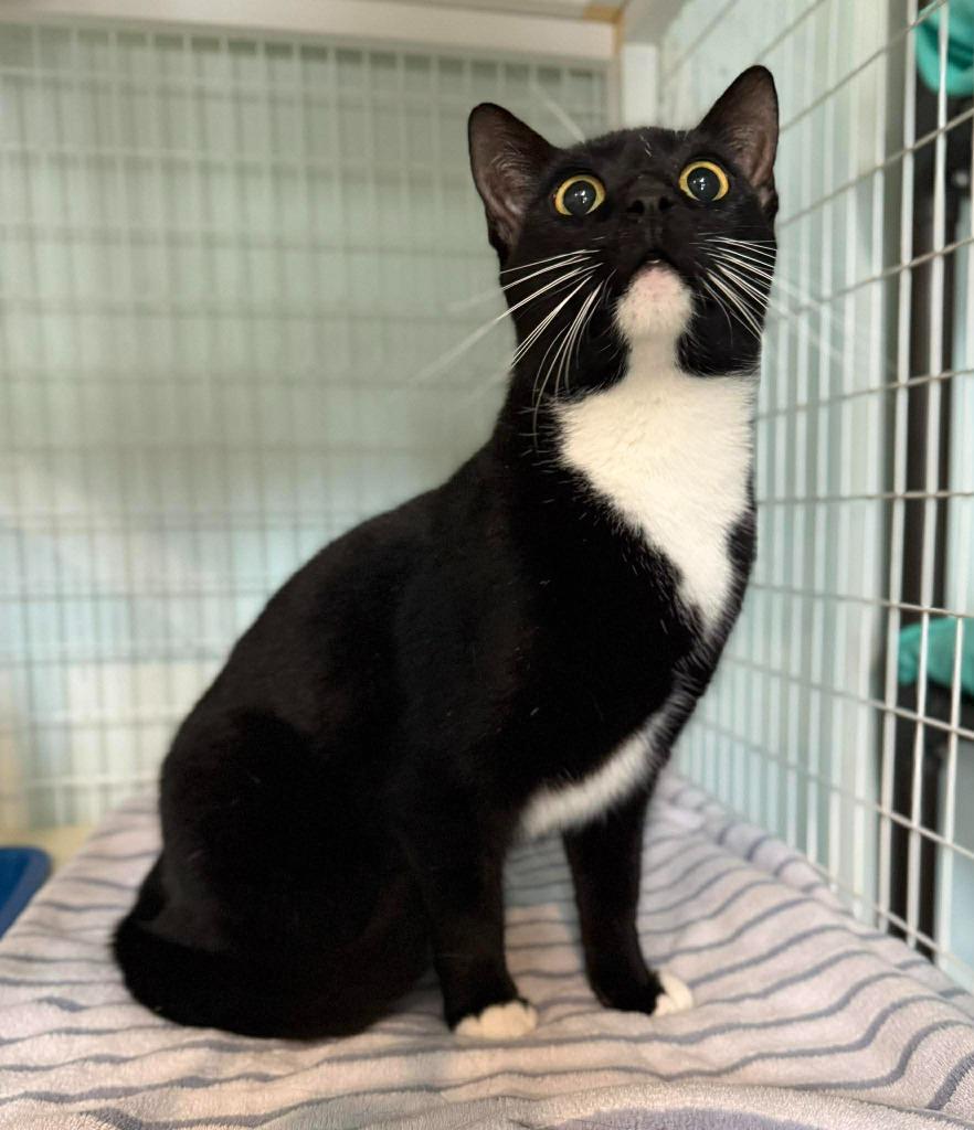 Enlarge Charlie, a Adoptable mixed breed in Kingsland, GA image 3/3