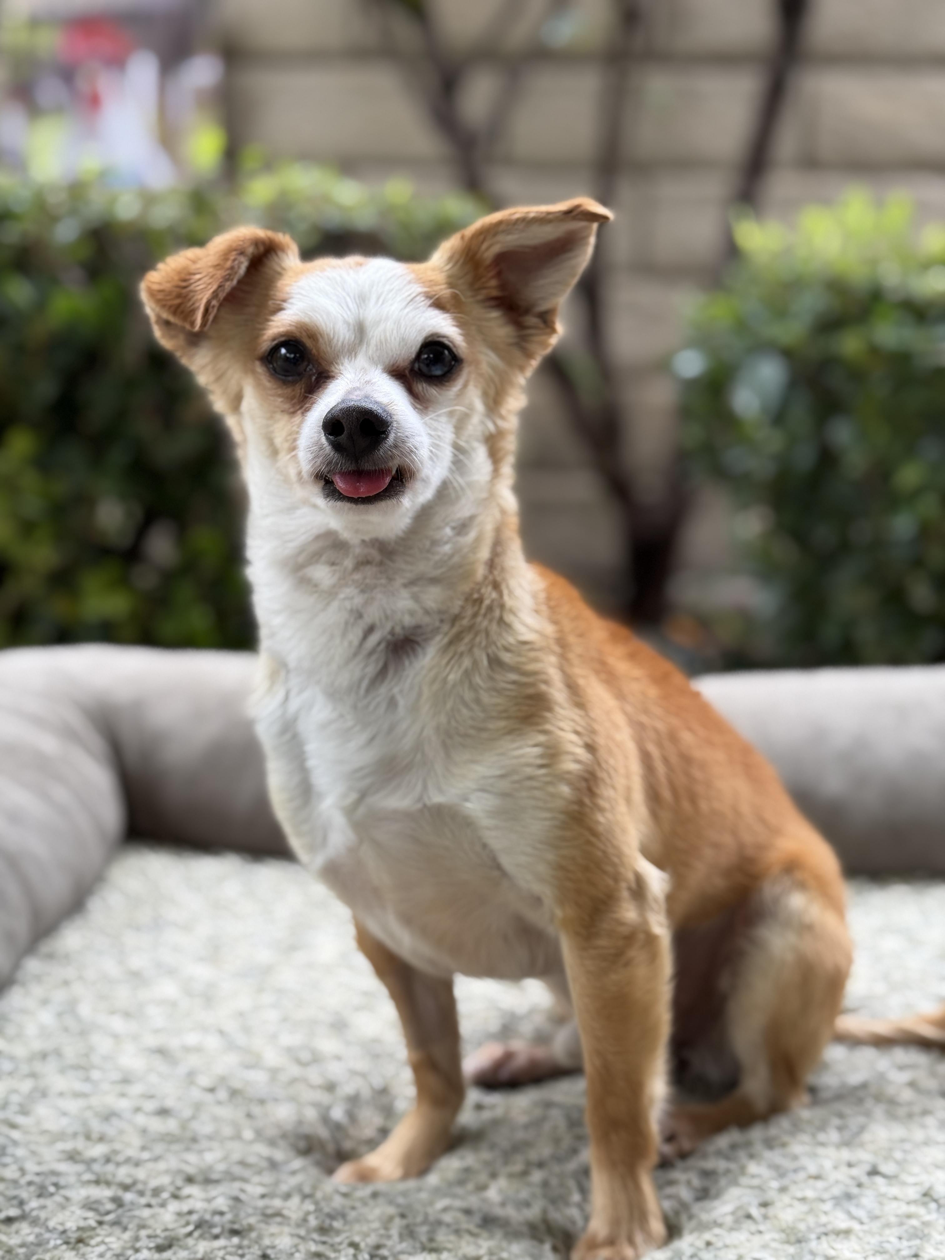 BB, a Adoptable Chihuahua in Agua Dulce, CA image 1/5