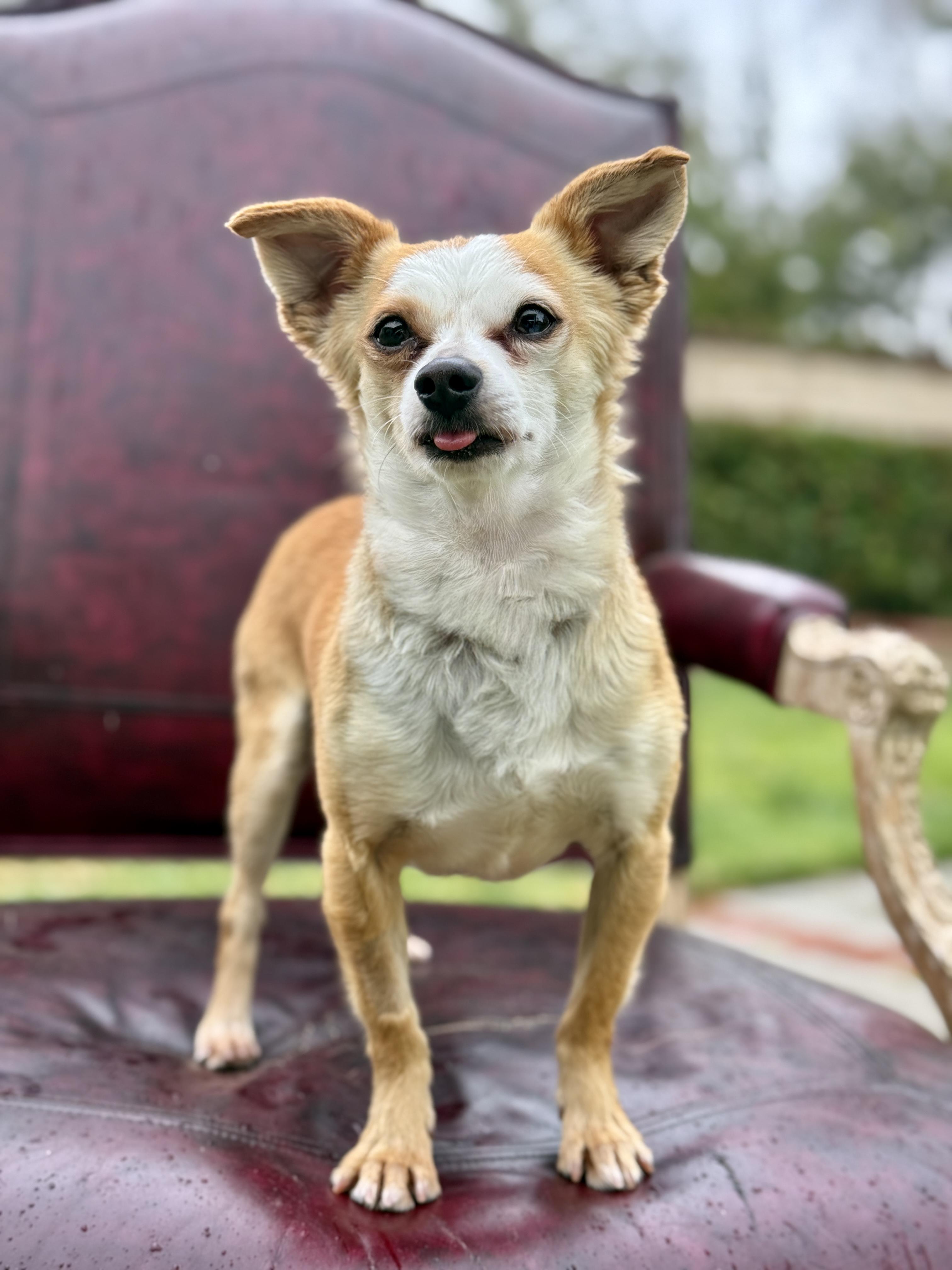 BB, a Adoptable Chihuahua in Agua Dulce, CA image 2/5
