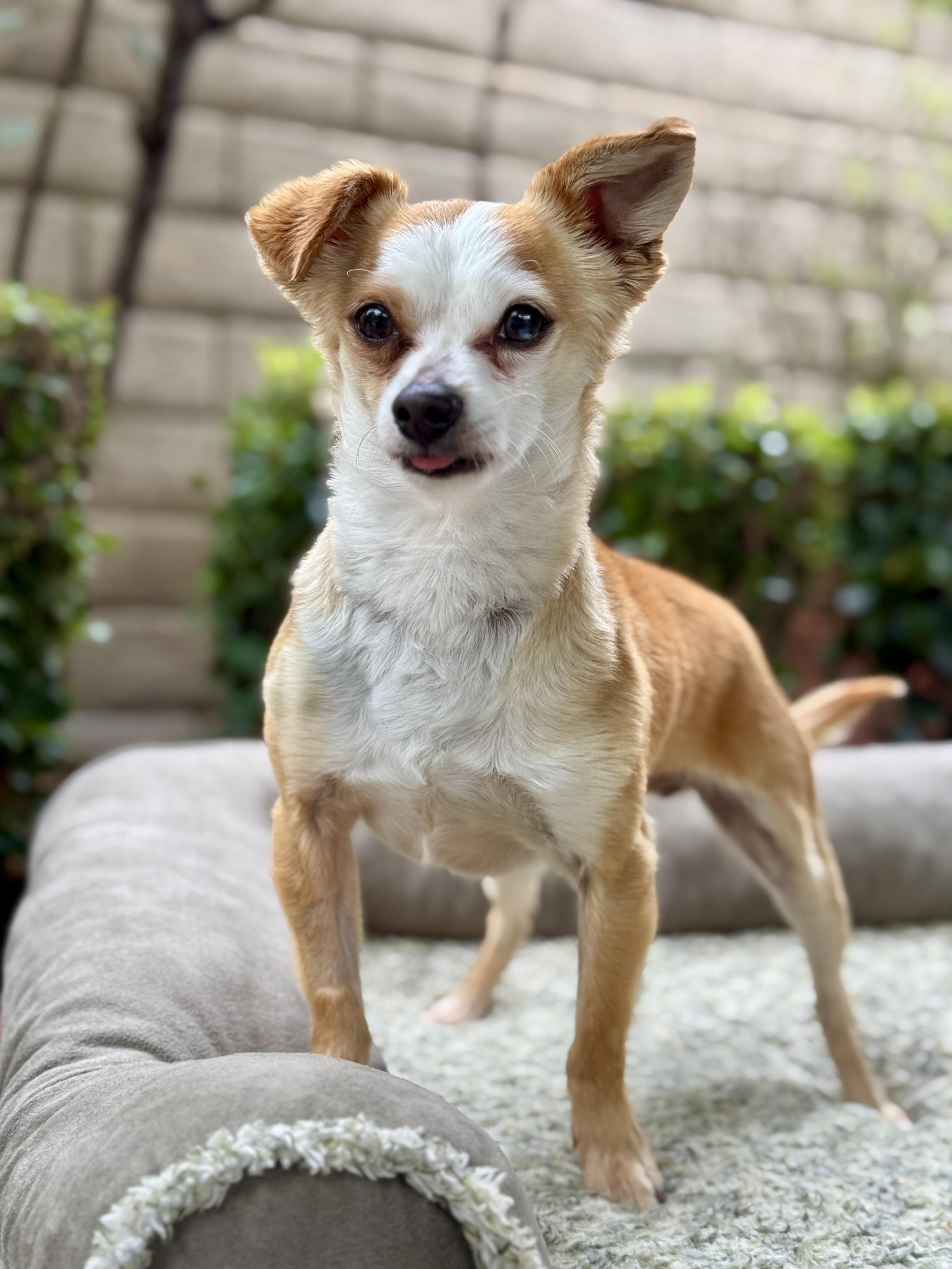 Enlarge BB, a Adoptable Chihuahua in Agua Dulce, CA image 6/6