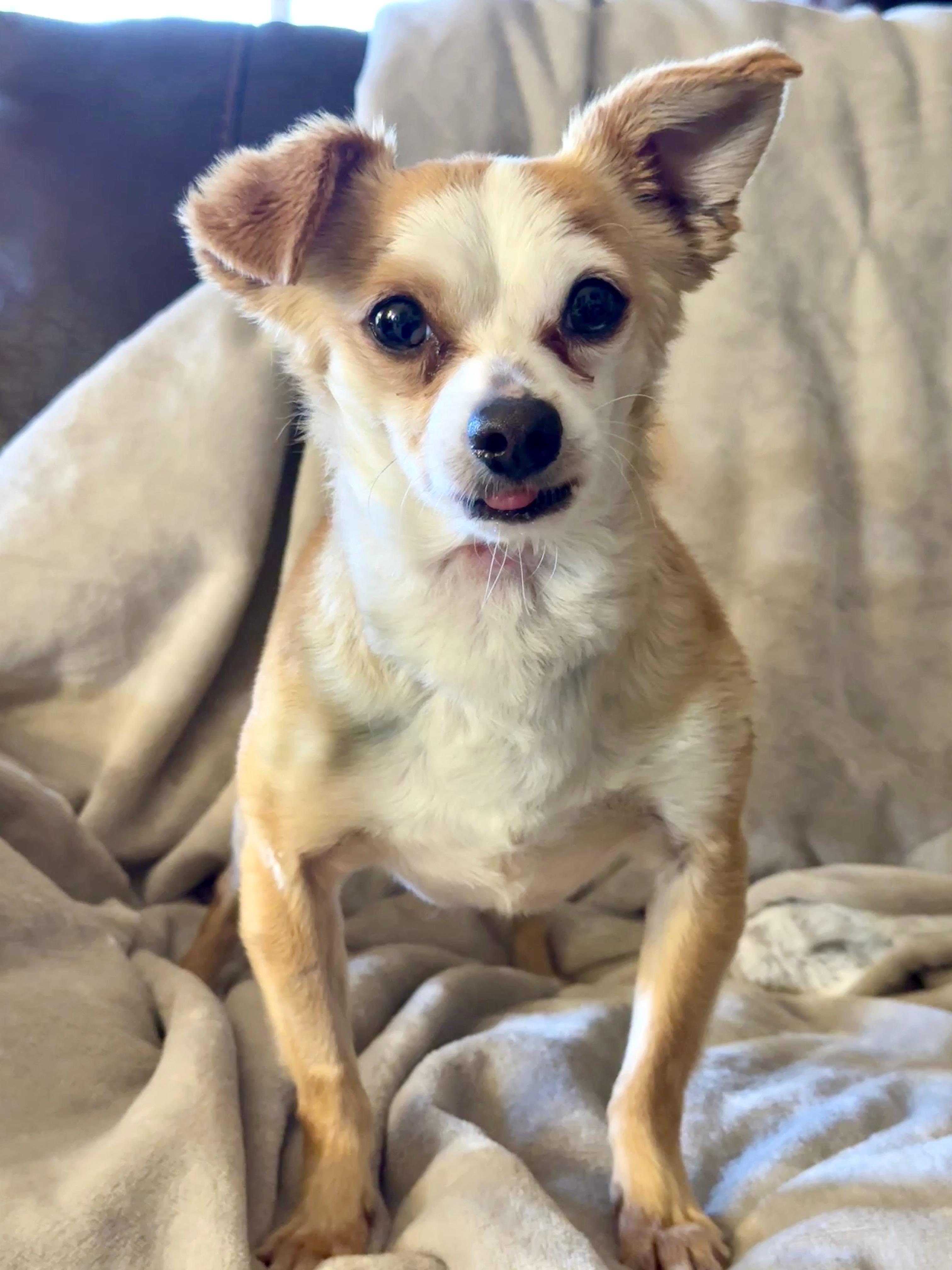 Enlarge BB, a Adoptable Chihuahua in Agua Dulce, CA image 4/6