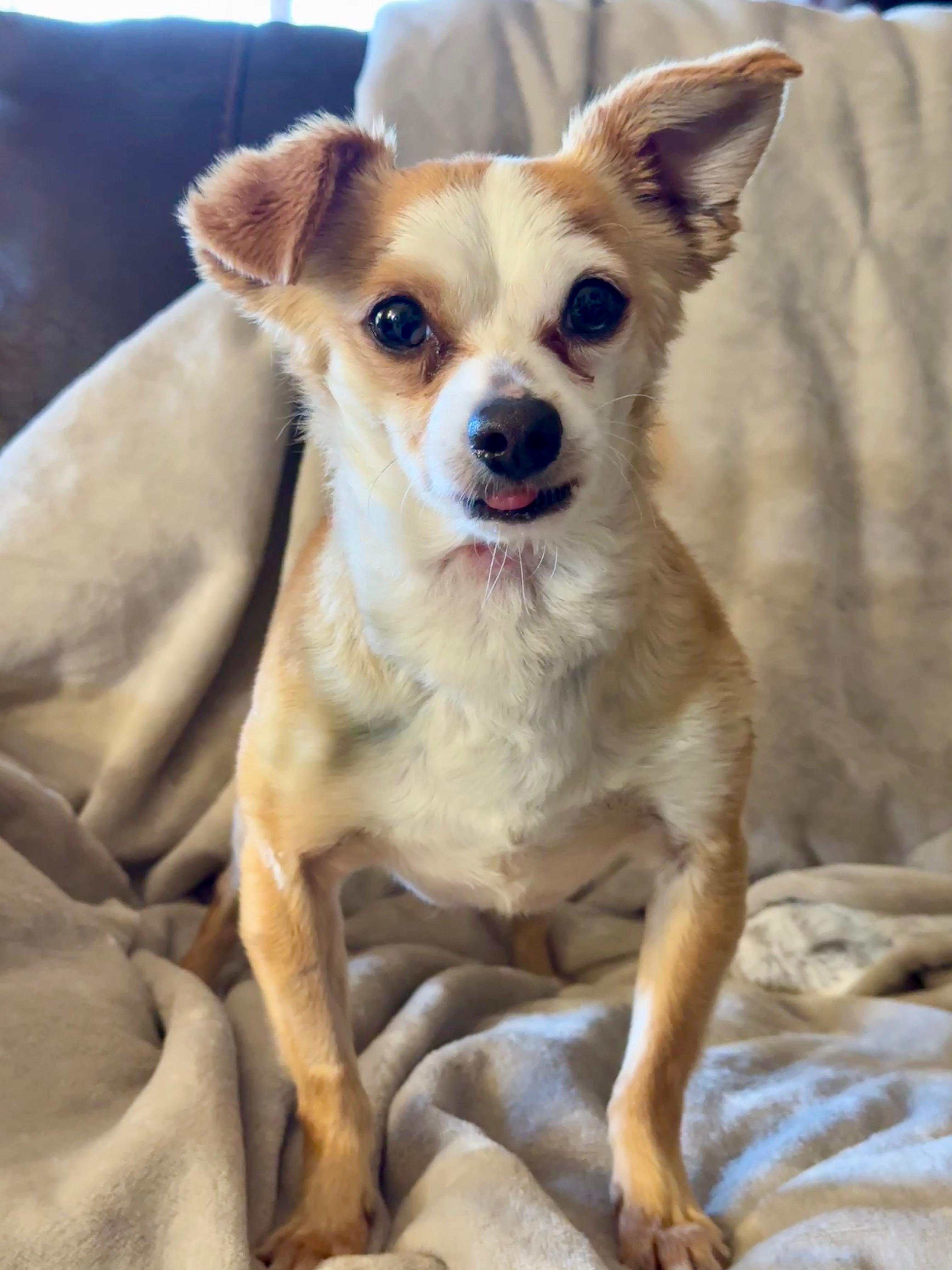 BB, a Adoptable Chihuahua in Agua Dulce, CA image 3/5