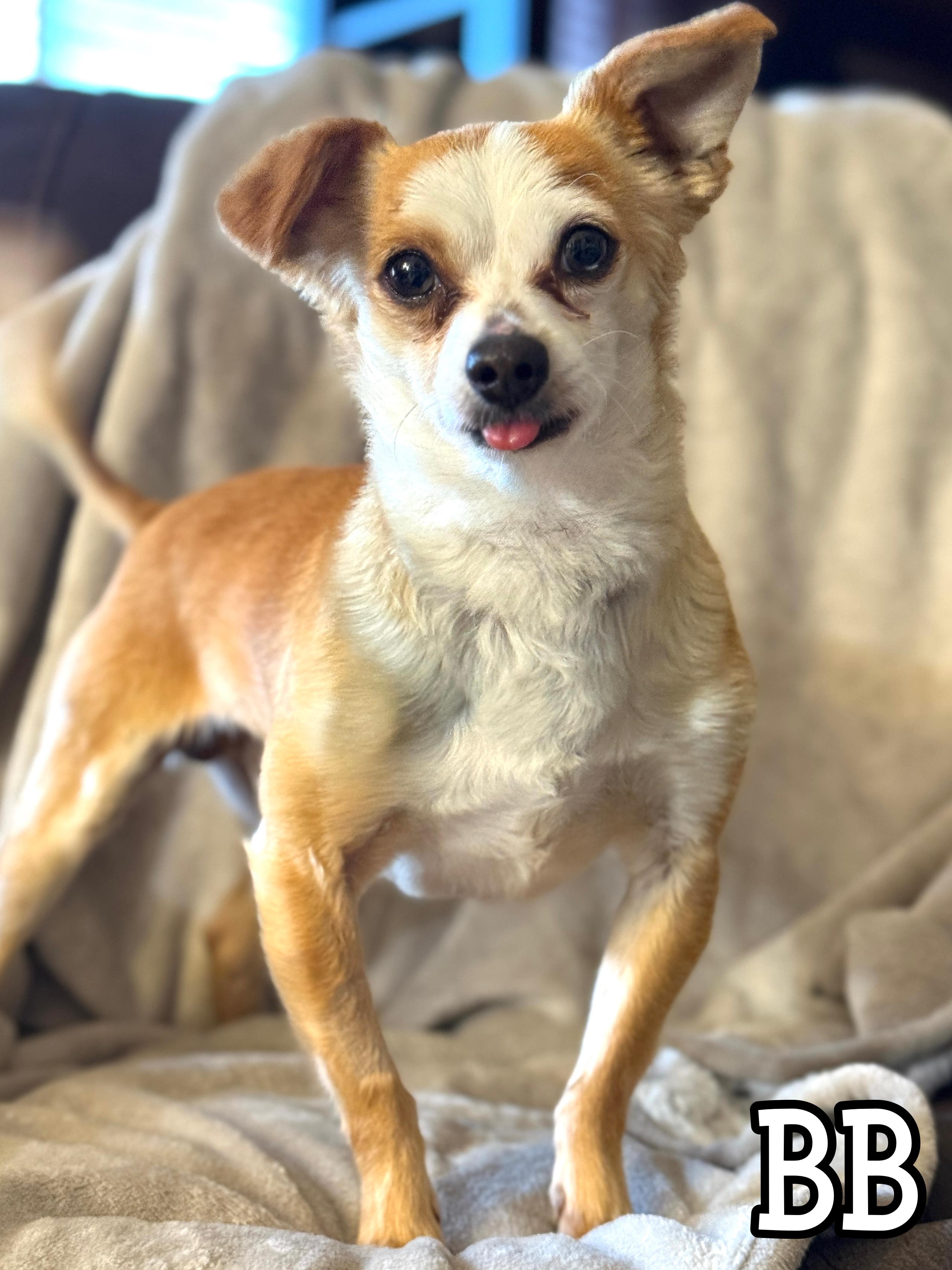 BB, a Adoptable Chihuahua in Agua Dulce, CA image 4/5