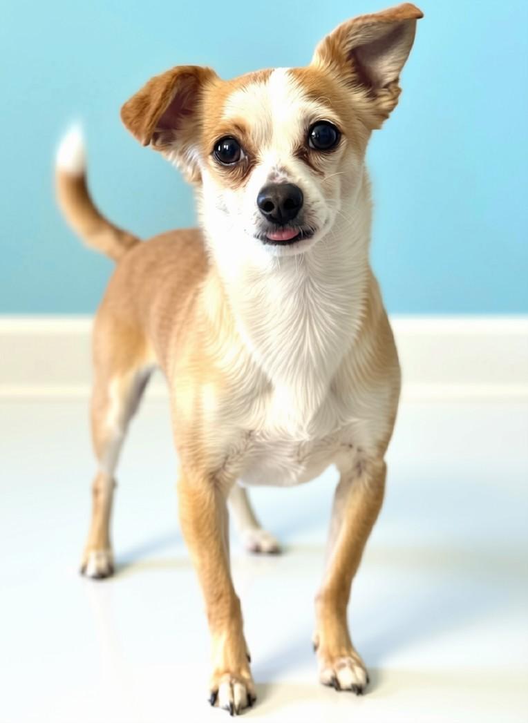 BB, Adoptable, Young Male Chihuahua.