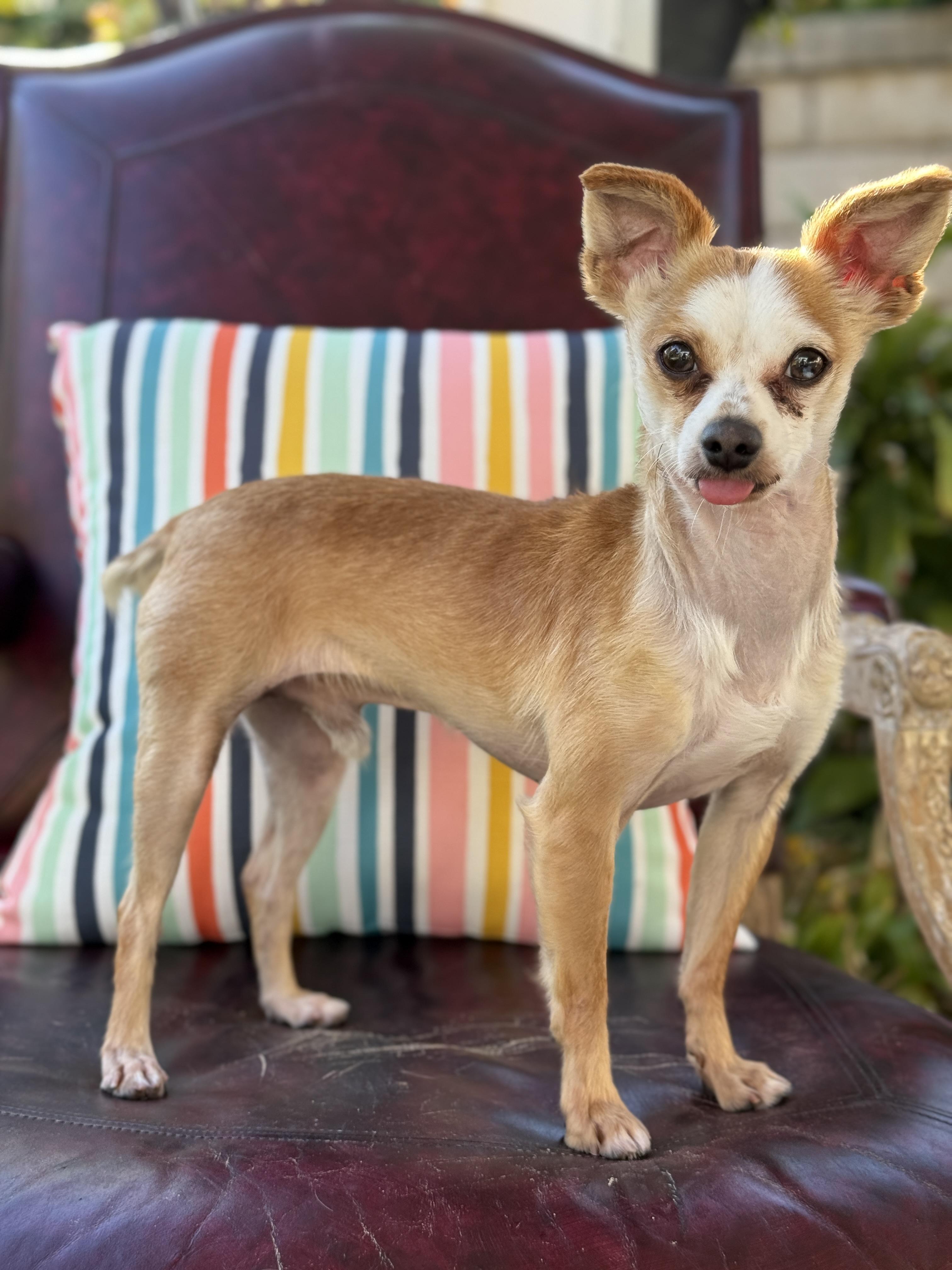 Enlarge BB, a Adoptable Chihuahua in Agua Dulce, CA image 3/6