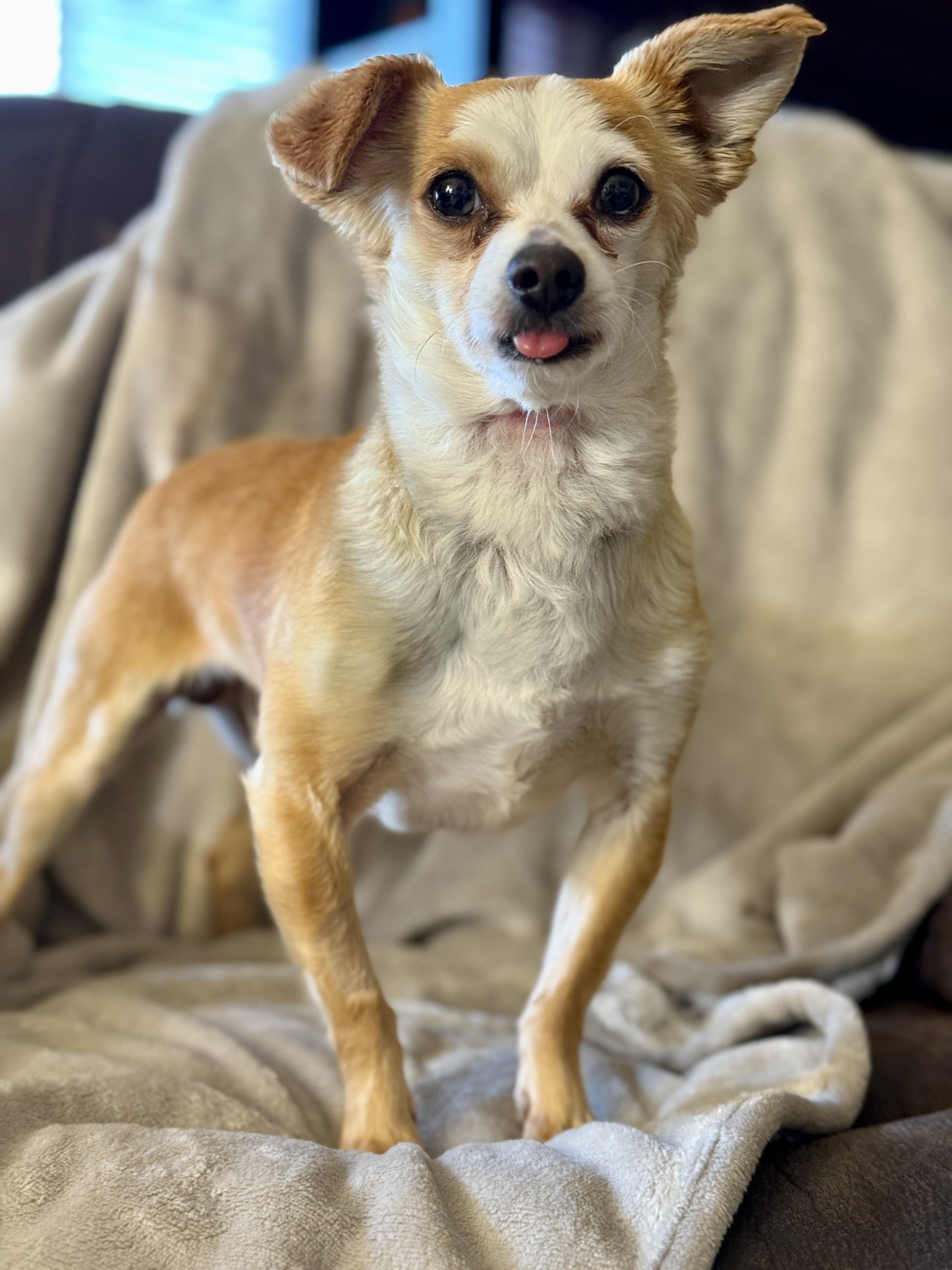 Enlarge BB, a Adoptable Chihuahua in Agua Dulce, CA image 5/6