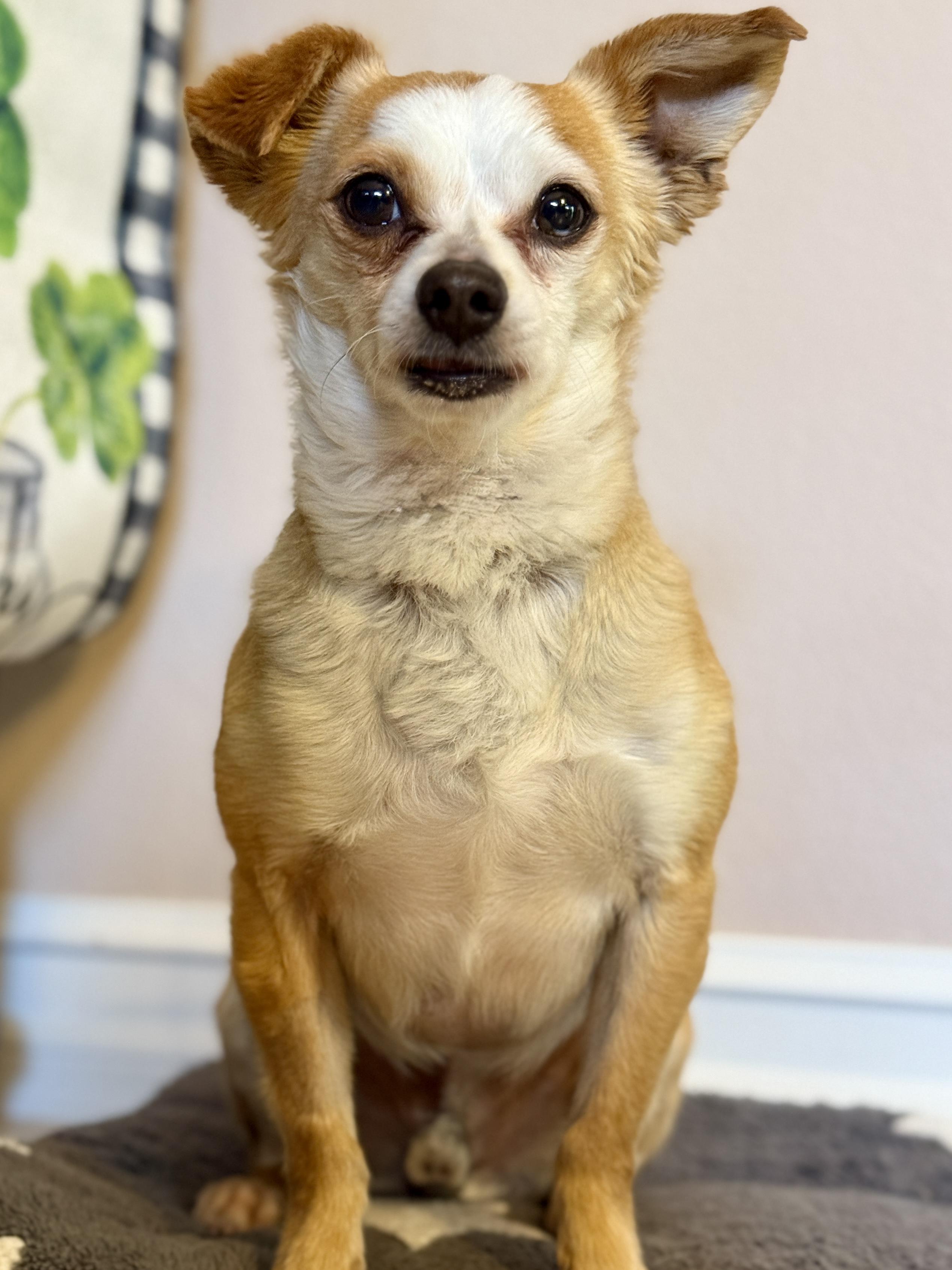 BB, a Adoptable Chihuahua in Agua Dulce, CA image 5/5