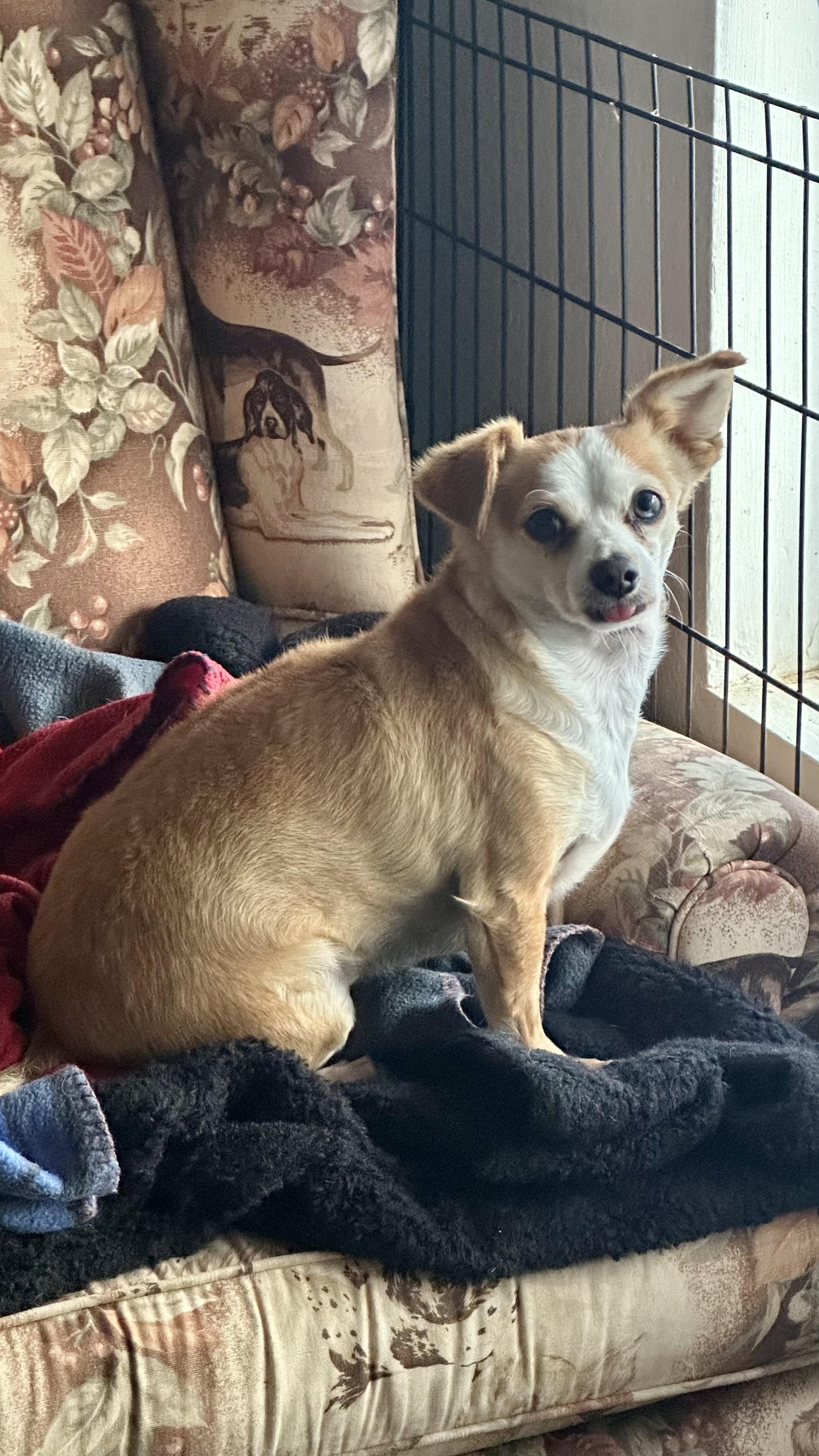 Enlarge BB, a Adoptable Chihuahua in Agua Dulce, CA image 2/6