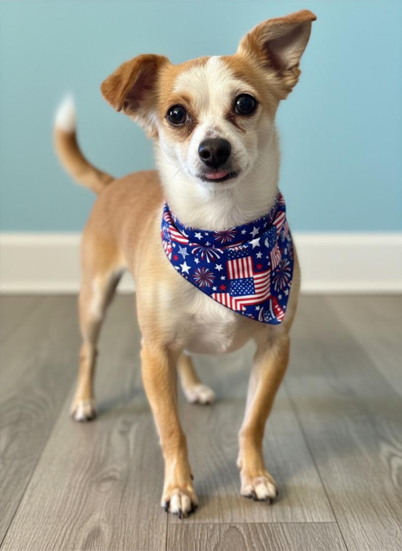 BB, a Adoptable Chihuahua in Agua Dulce, CA image 3/3