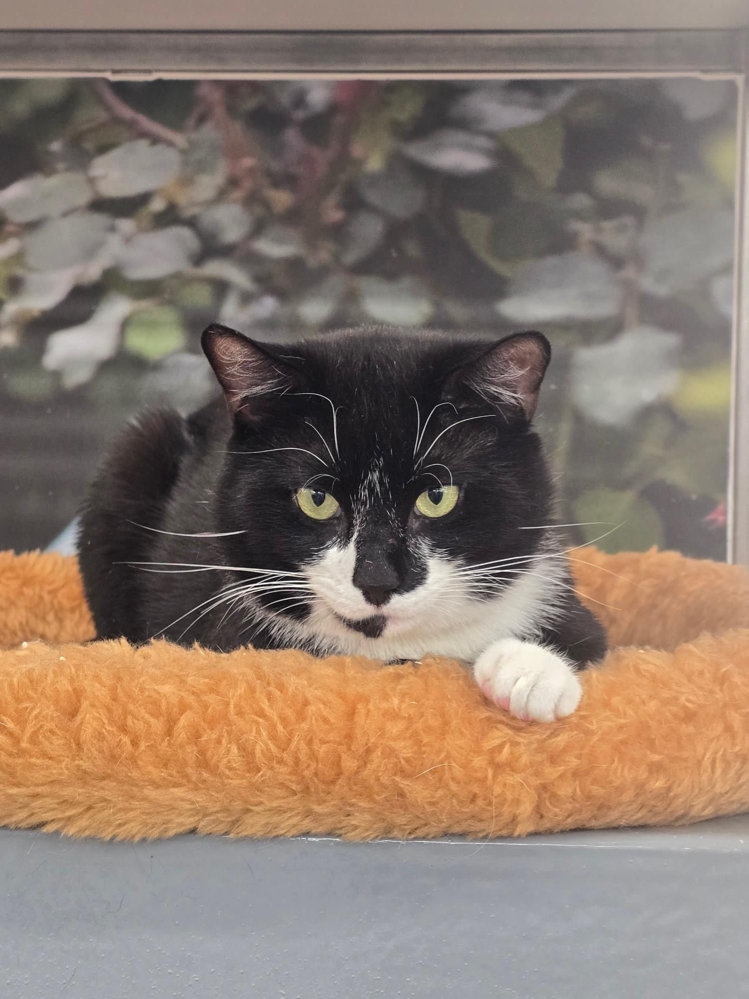Robin, ADOPTABLE, Adult Male Domestic Short Hair.