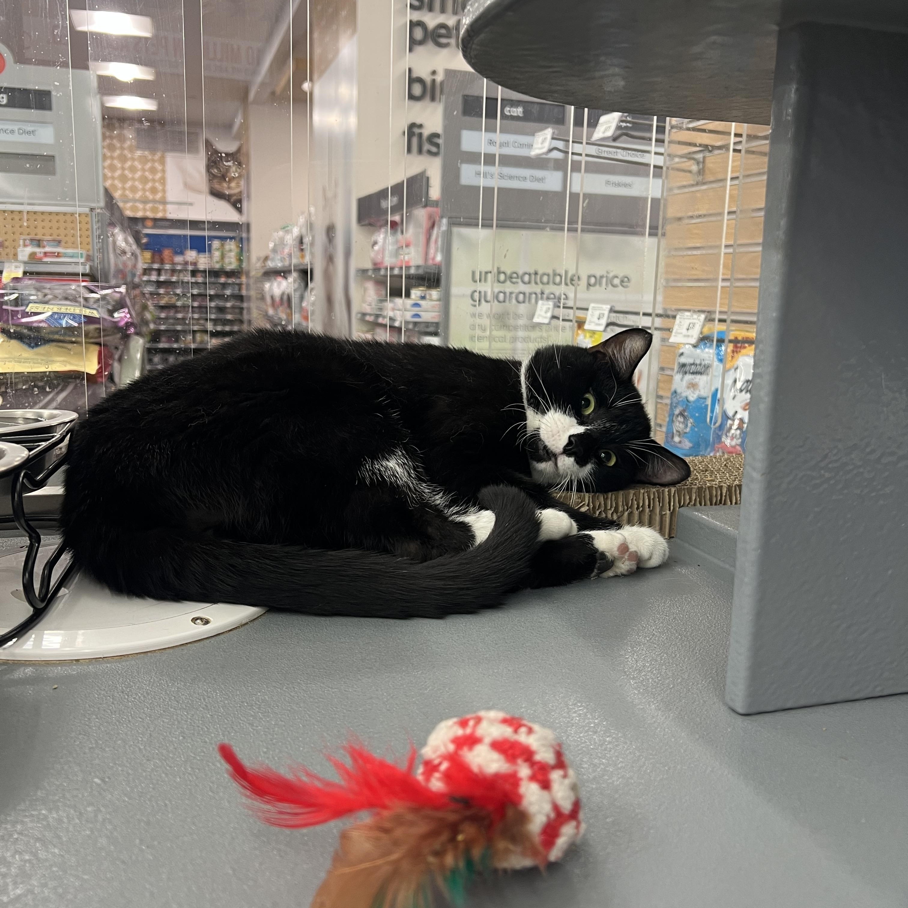 Robin, a ADOPTABLE Domestic Short Hair in New York, NY image 2/3