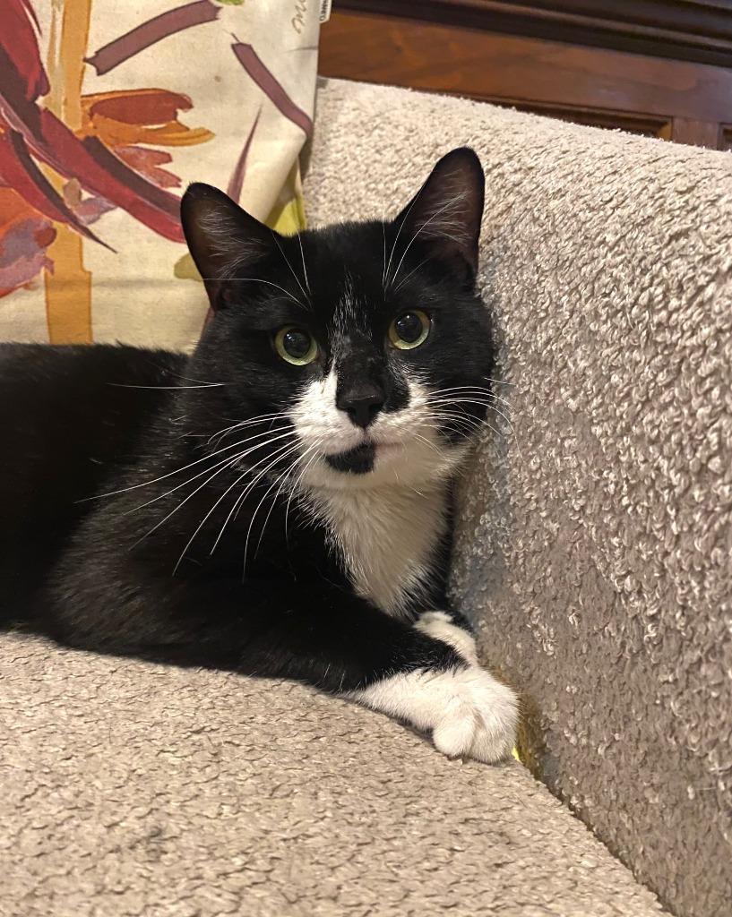 Robin, a ADOPTABLE Domestic Short Hair in New York, NY image 3/3