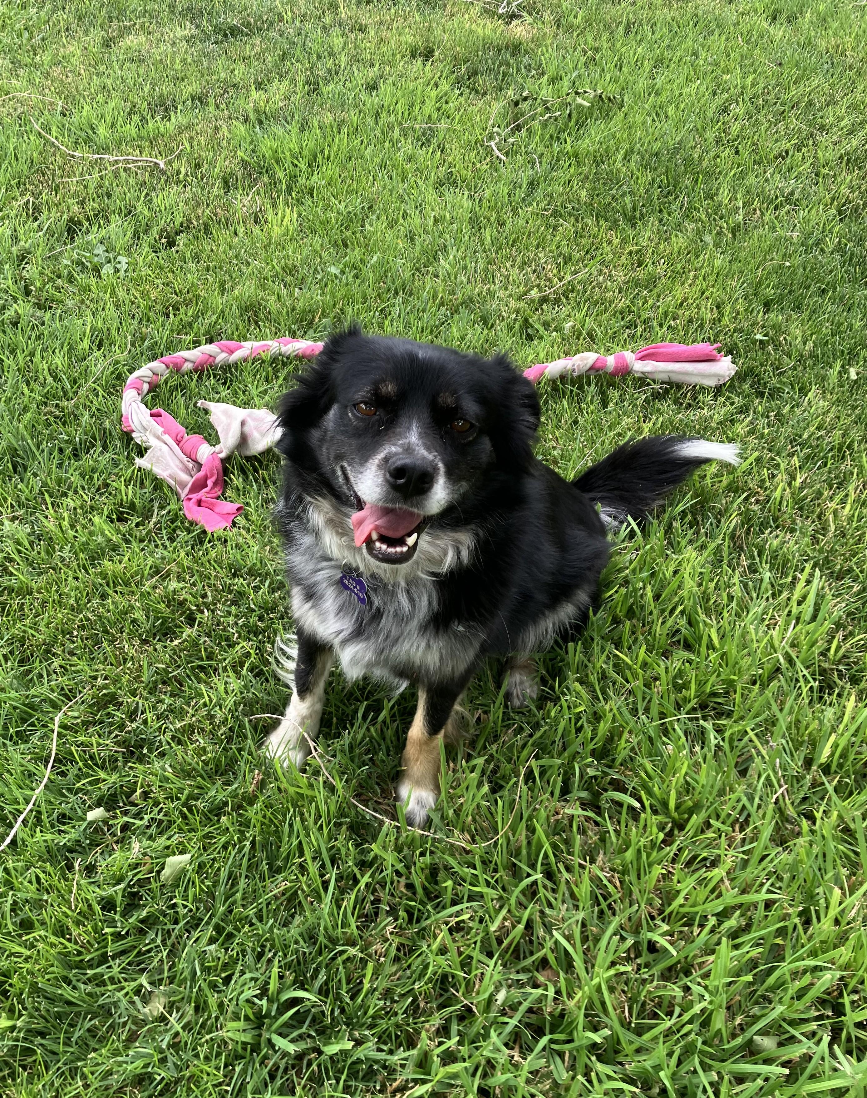 Tinker, Adopted, Adult Female Australian Shepherd & Pug.