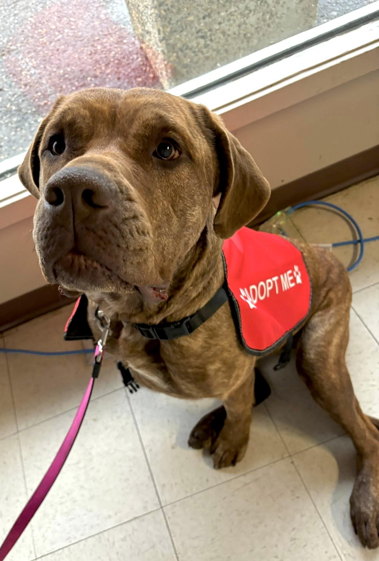 Jersey, an adoptable Mastiff, Labrador Retriever in Meadow Lake, SK, S9X 1Y7 | Photo Image 1