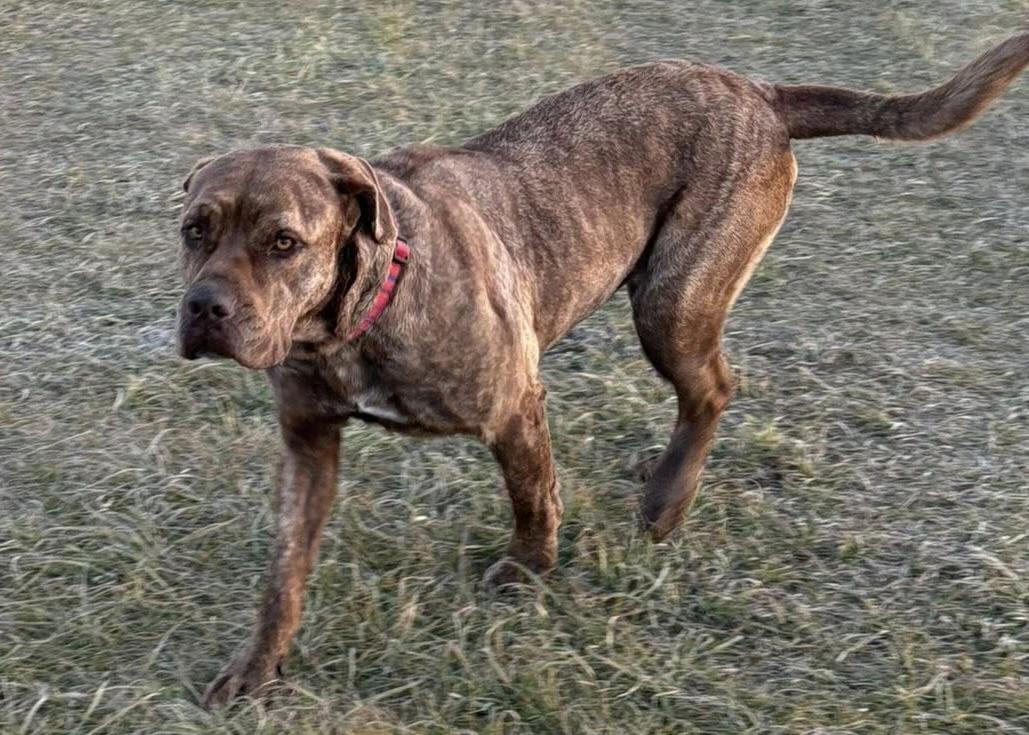 Jersey, an adoptable Mastiff, Labrador Retriever in Meadow Lake, SK, S9X 1Y7 | Photo Image 3