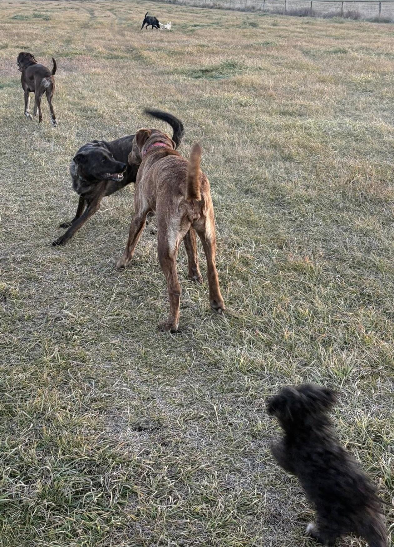 Jersey, an adoptable Mastiff, Labrador Retriever in Meadow Lake, SK, S9X 1Y7 | Photo Image 5