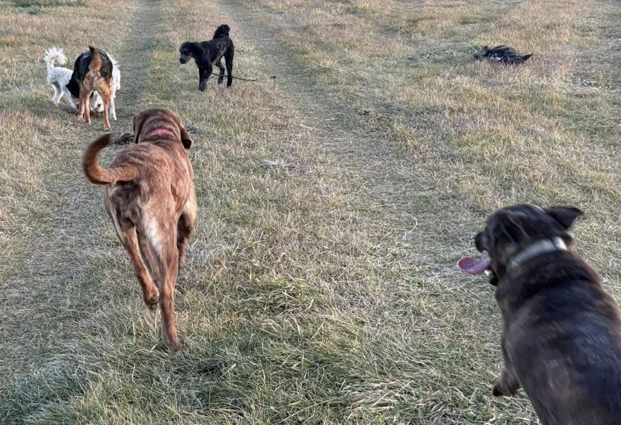 Jersey, an adoptable Mastiff, Labrador Retriever in Meadow Lake, SK, S9X 1Y7 | Photo Image 4