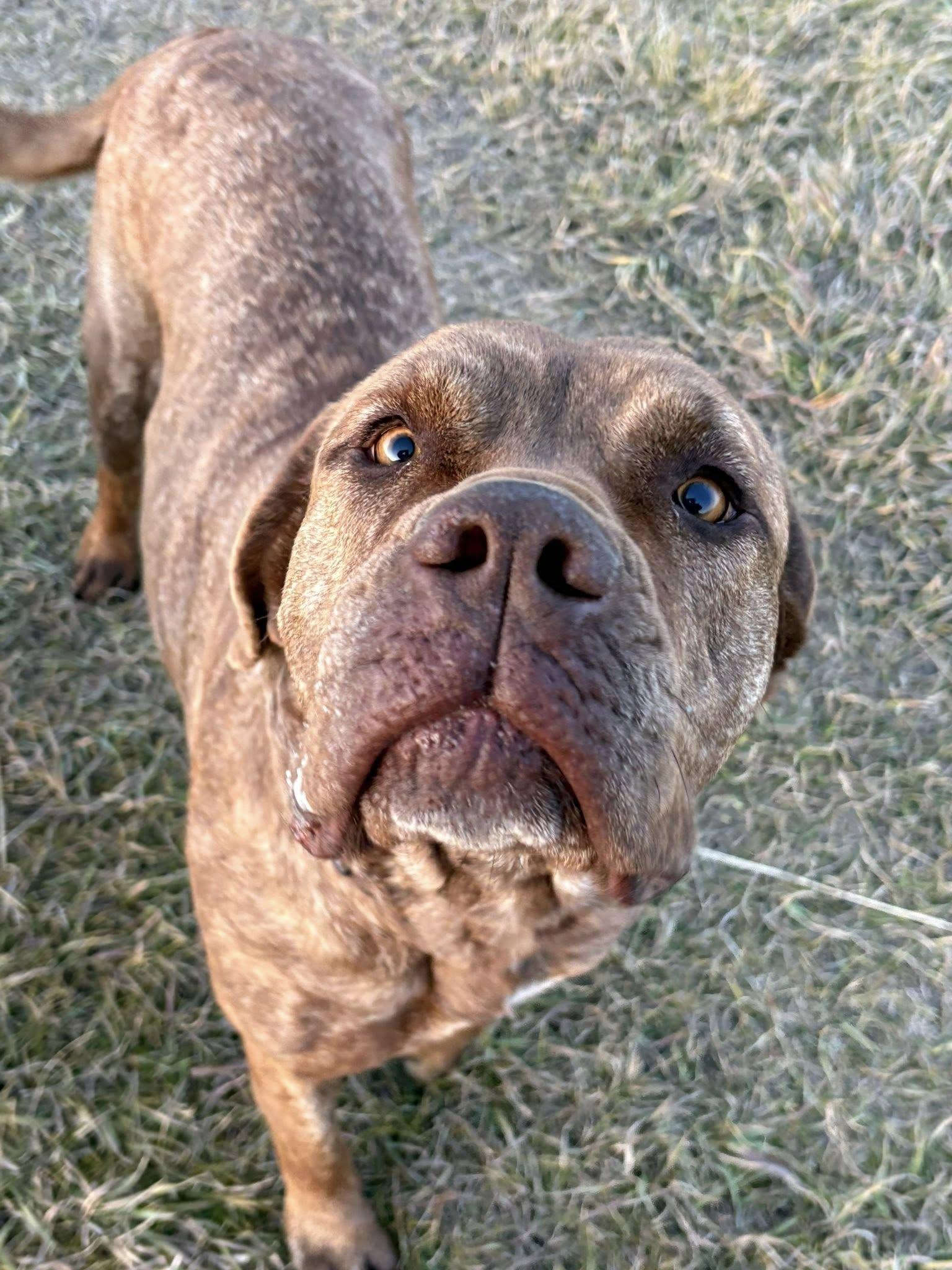 Jersey, an adoptable Mastiff, Labrador Retriever in Meadow Lake, SK, S9X 1Y7 | Photo Image 2