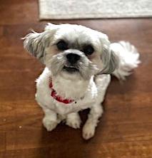 Rocky, a ADOPTABLE mixed breed in Whitinsville, MA image 1/4