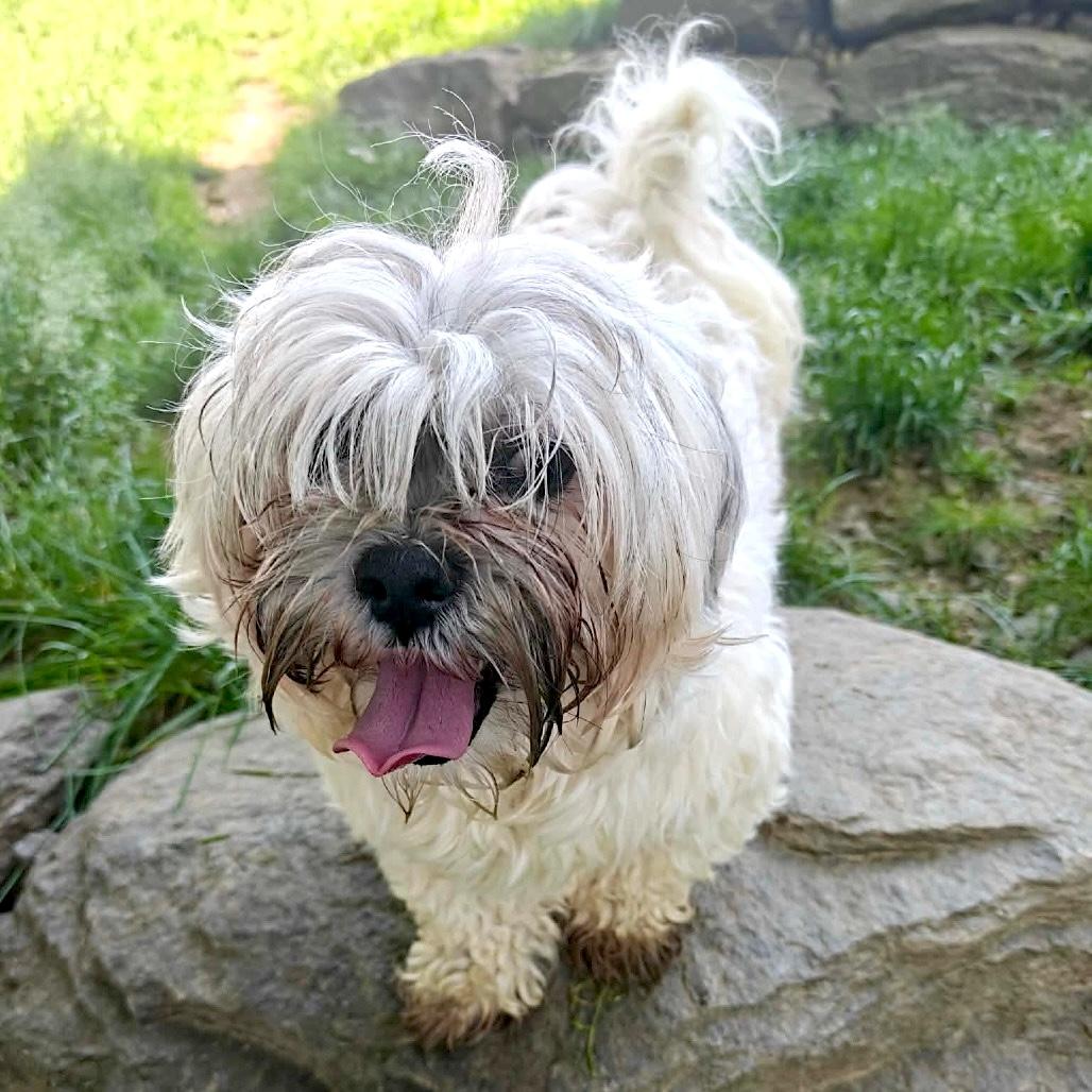 Rocky, a ADOPTABLE mixed breed in Whitinsville, MA image 3/4