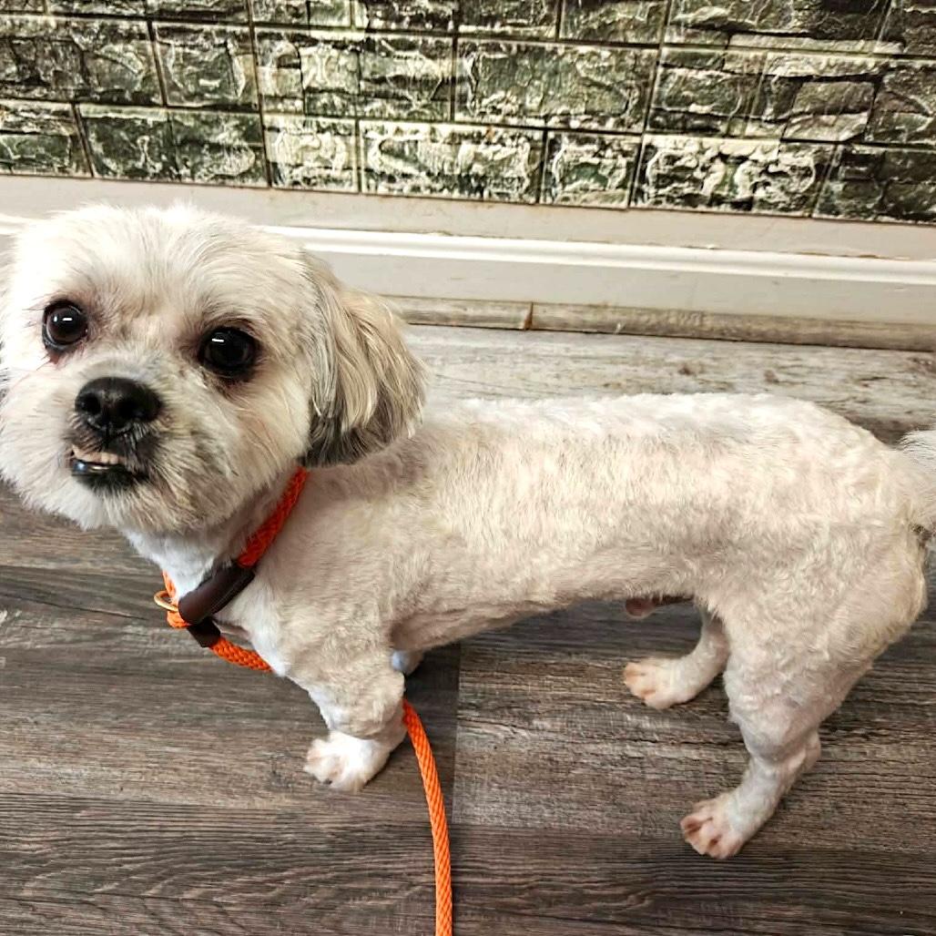 Rocky, a ADOPTABLE mixed breed in Whitinsville, MA image 2/4