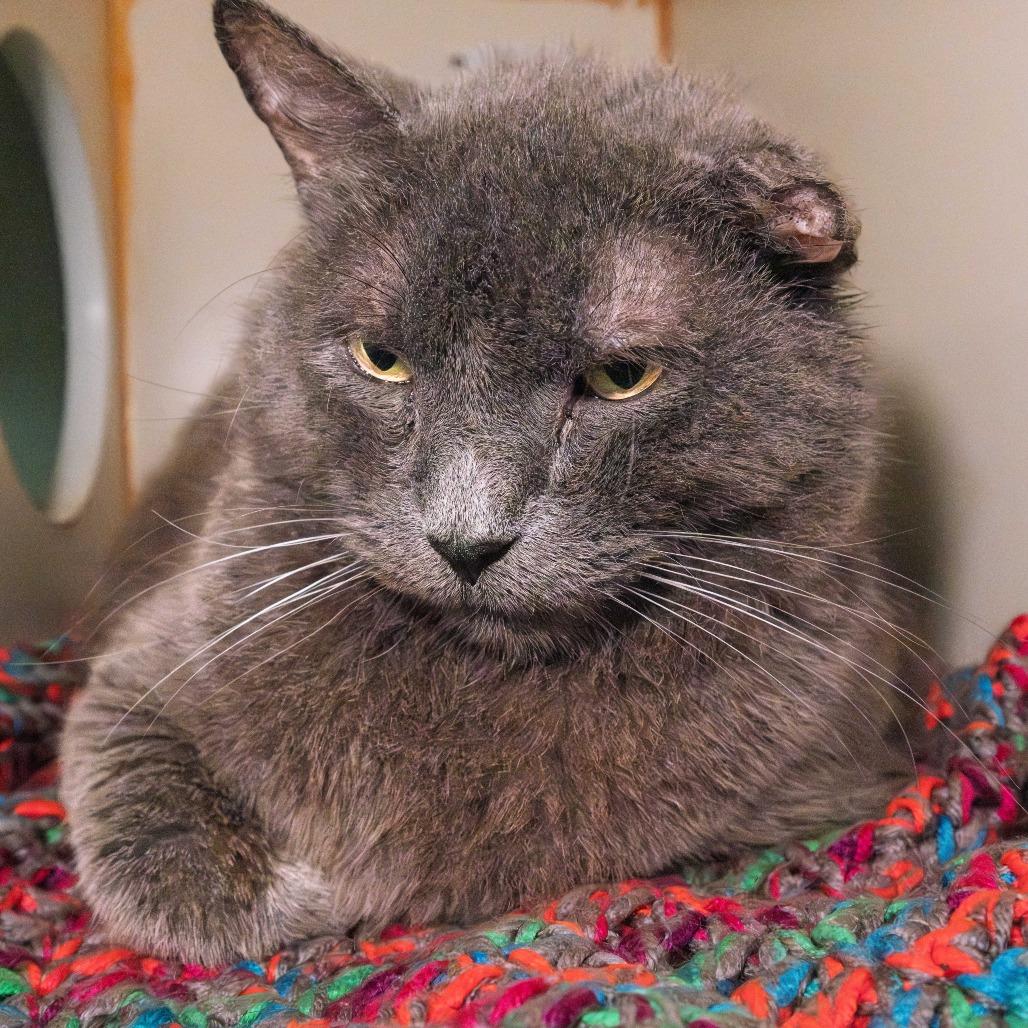 Enlarge Foggy, a Adoptable Domestic Short Hair in South Elgin, IL image 1/2