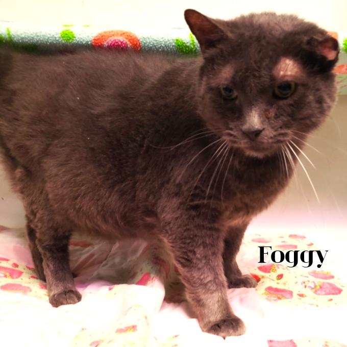 Enlarge Foggy, a Adoptable Domestic Short Hair in South Elgin, IL image 2/2