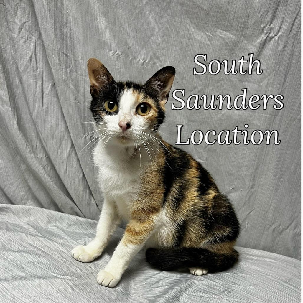 Chili, a Adoptable Domestic Short Hair in Raleigh, NC image 2/3