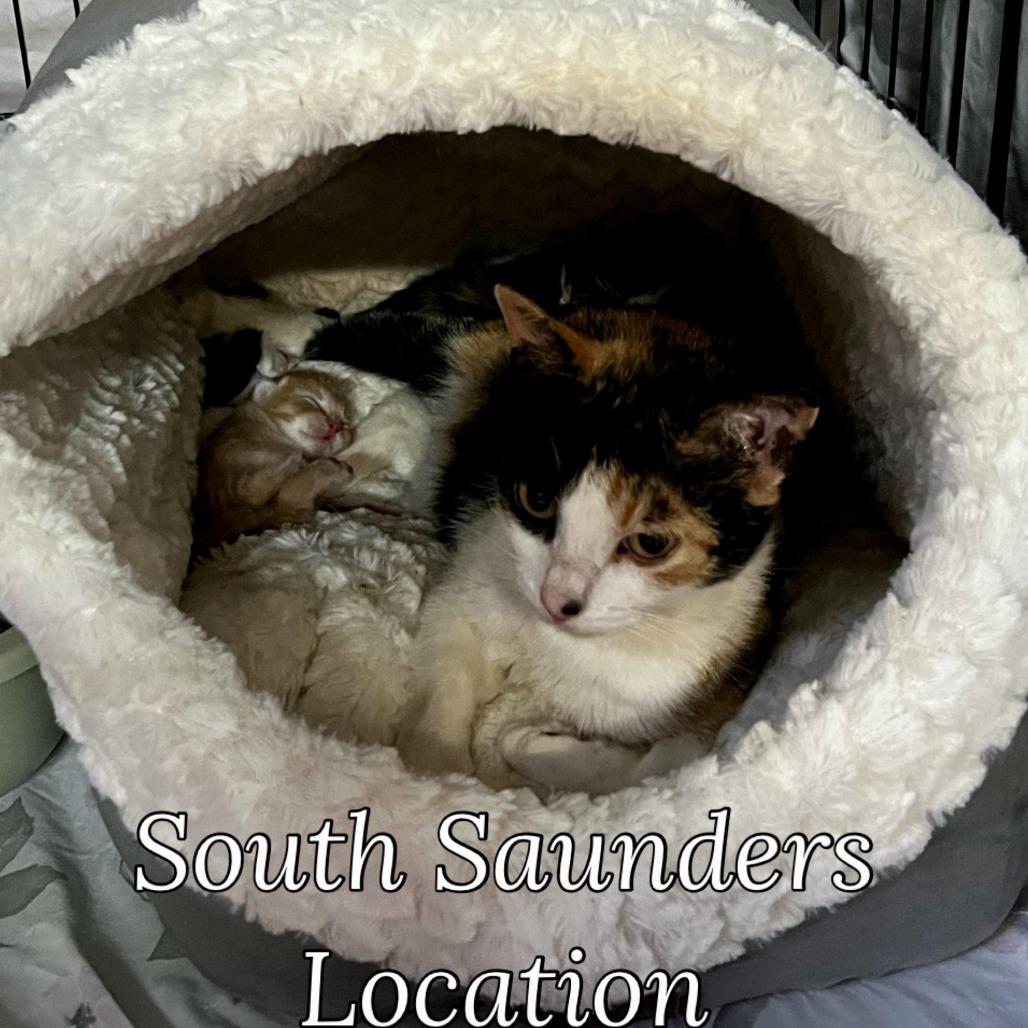 Chili, a Adoptable Domestic Short Hair in Raleigh, NC image 3/3