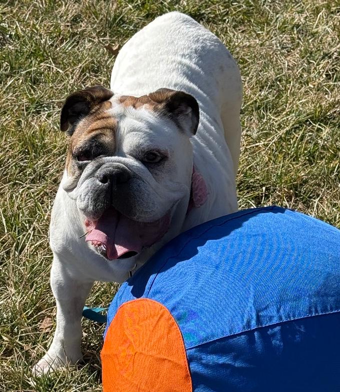 Double Bacon Cheeseburger