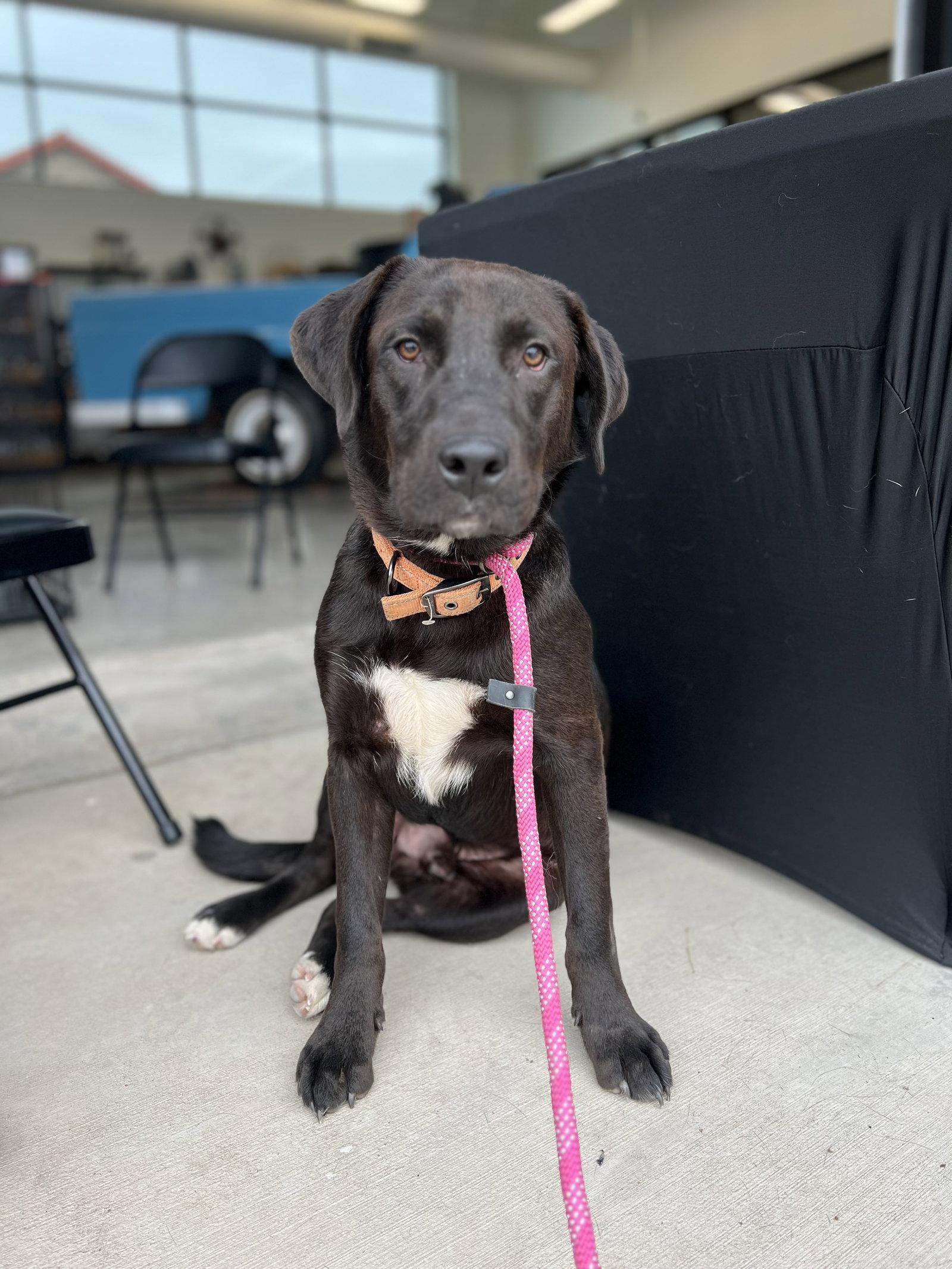 Enlarge Jack, a Adopted mixed breed in Bangs, TX image 2/2