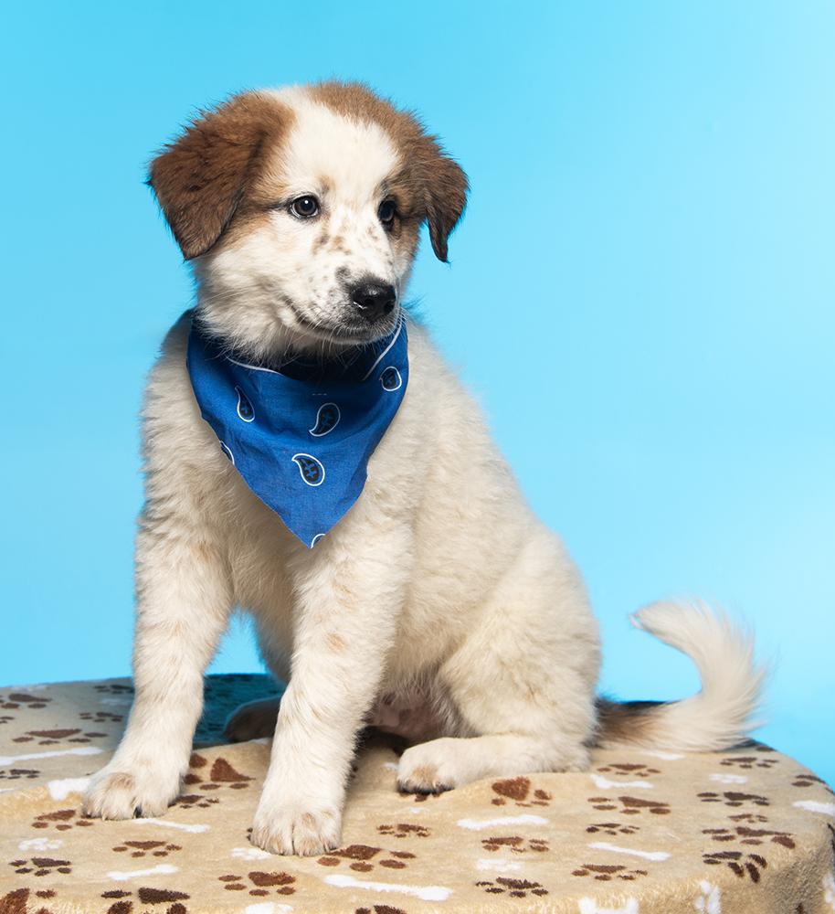 Draco, an adopted mixed breed in Edison, NJ image 2/5