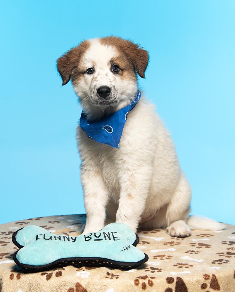 Draco, an adopted mixed breed in Edison, NJ image 4/5