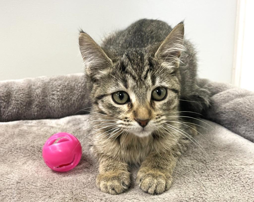 Mashed Potato, a Adoptable mixed breed in Belton, TX image 1/4