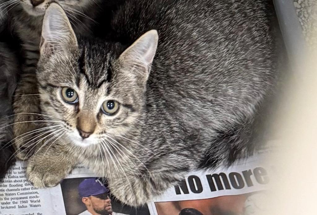 Mashed Potato, Adoptable, Kitten Female Domestic Medium Hair.