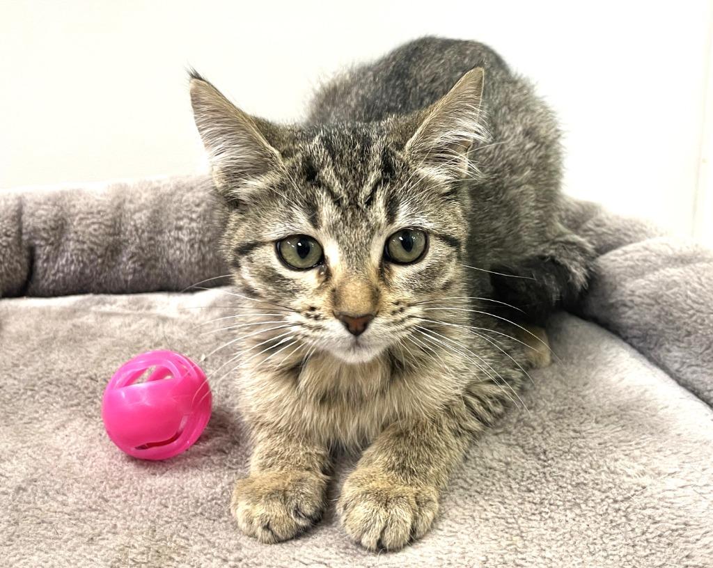 Mashed Potato, Adoptable, Kitten Female Domestic Medium Hair.