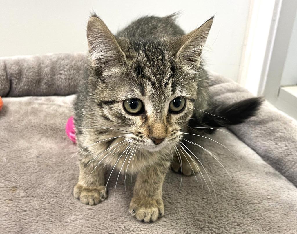 Mashed Potato, a Adoptable mixed breed in Belton, TX image 3/4