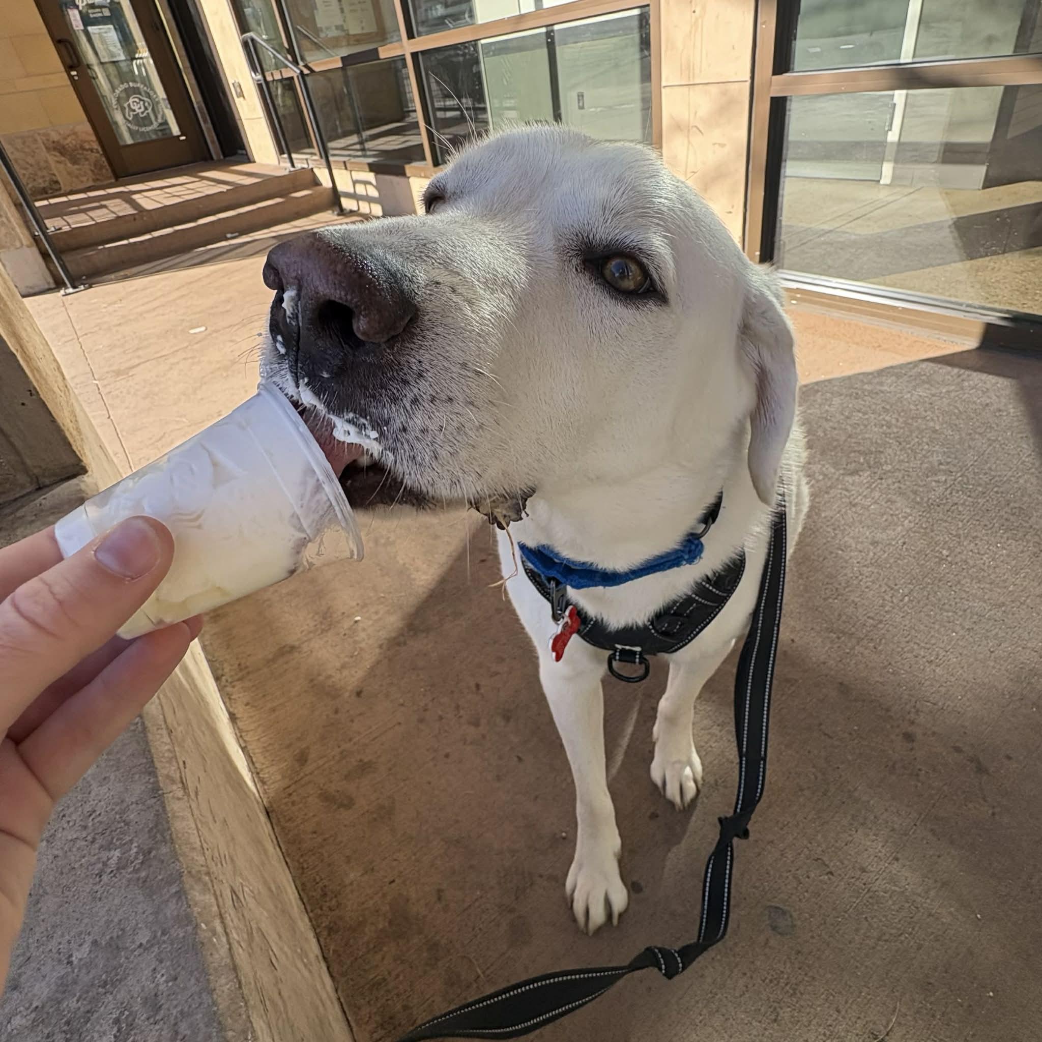 Marley, an adopted mixed breed in Boulder, CO image 3/6