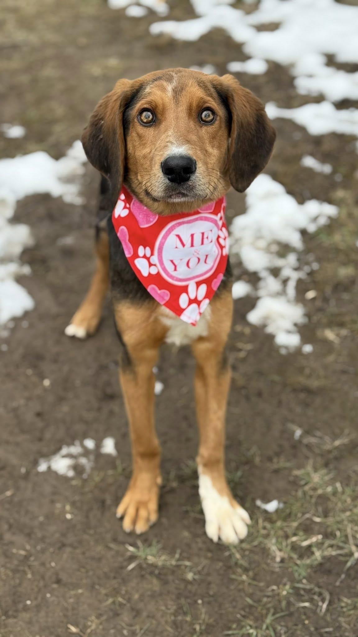 Chunk, a Adoptable American Foxhound in TULSA, OK image 1/4
