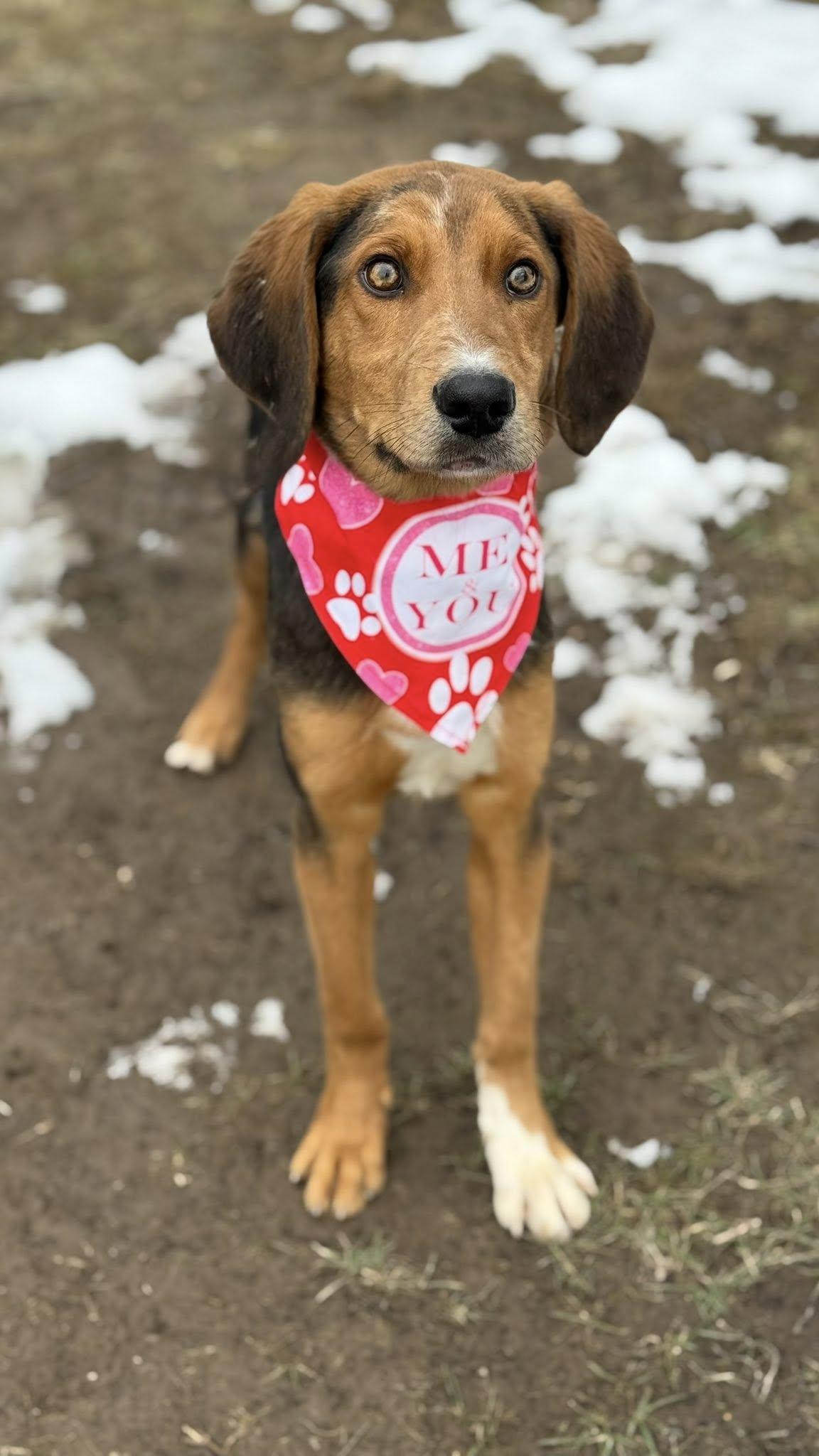 Chunk, a Adoptable American Foxhound in TULSA, OK image 3/4