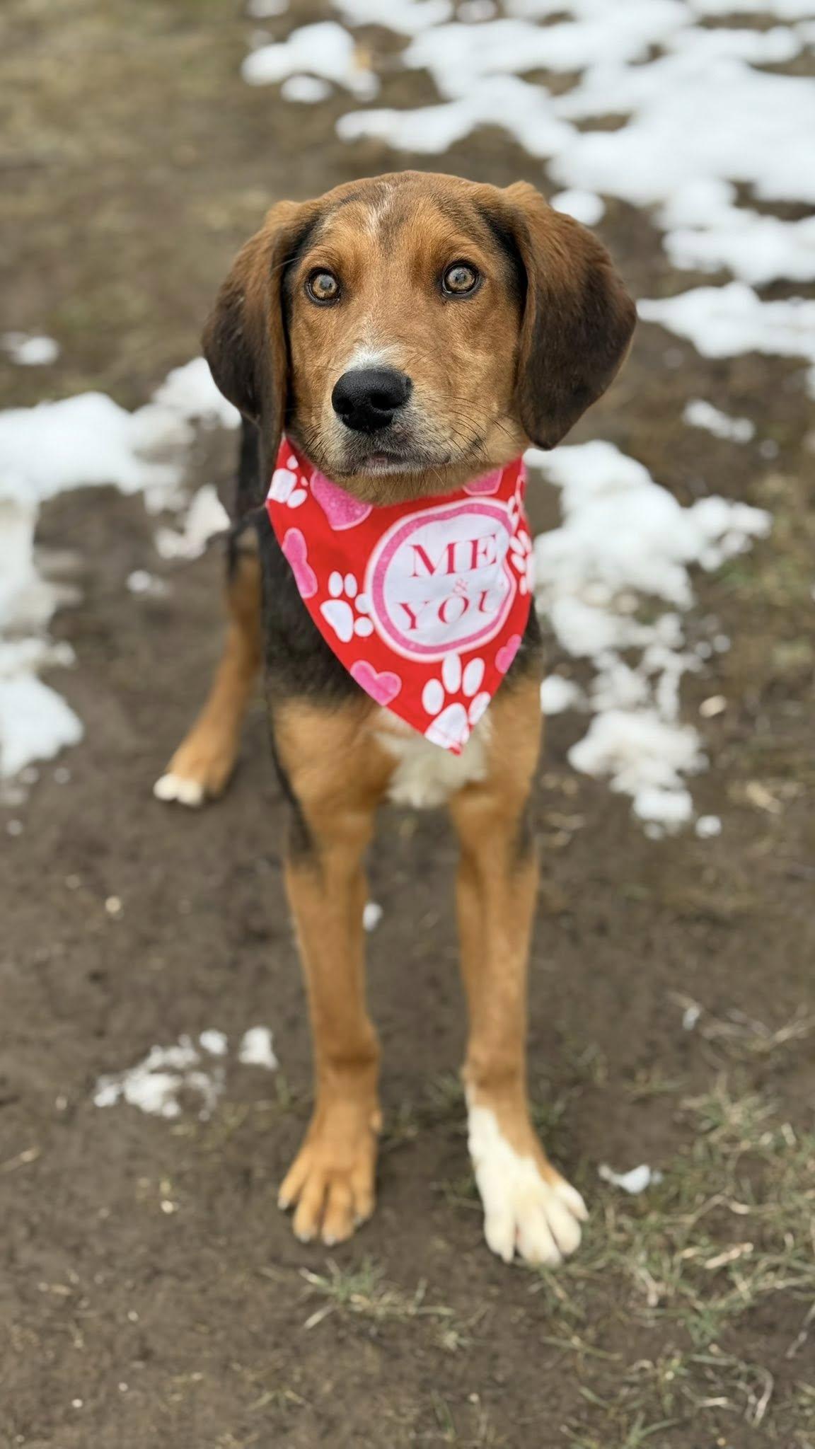Chunk, a Adoptable American Foxhound in TULSA, OK image 4/4