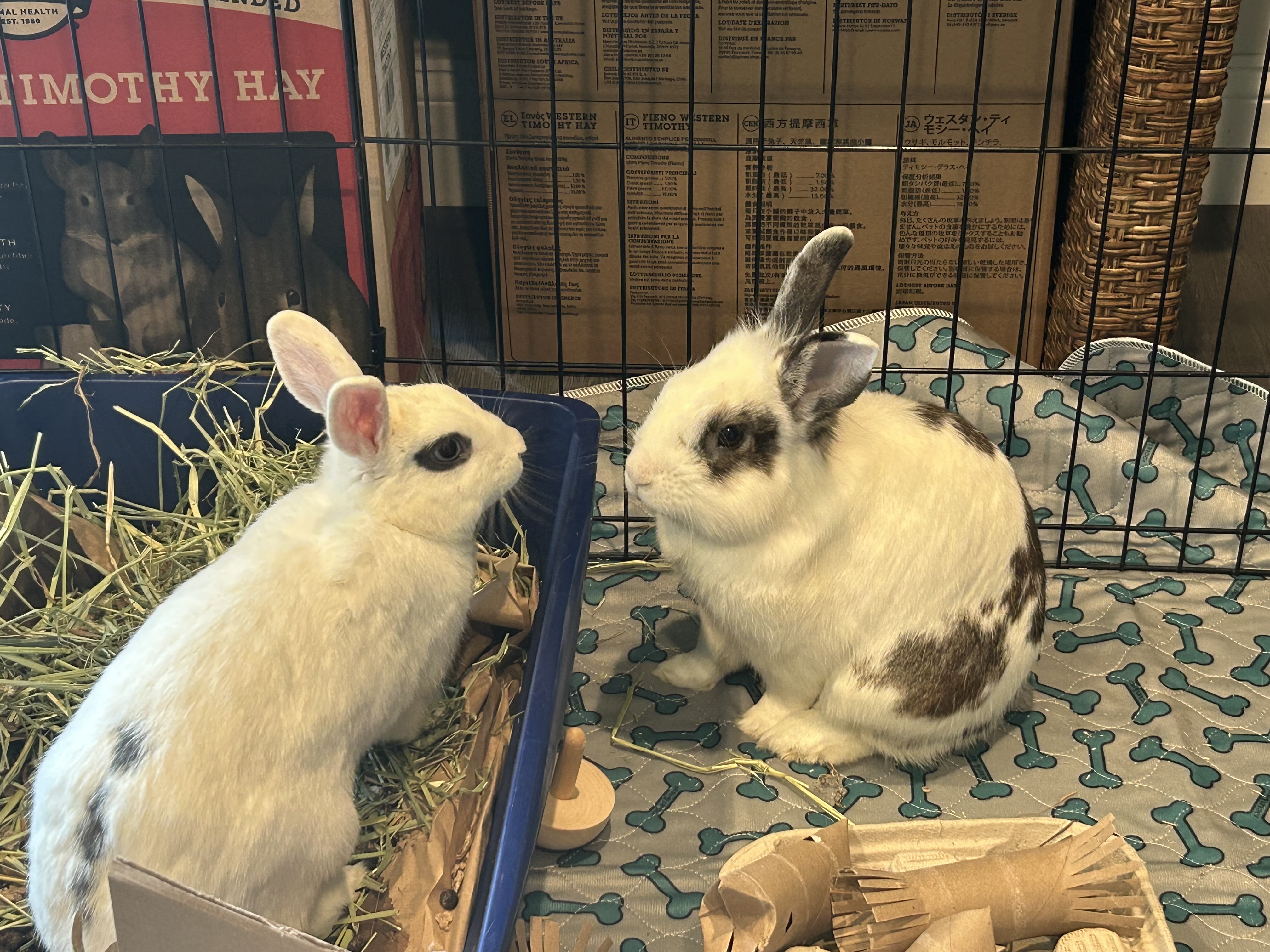 DOTTIE & TRAPPER (ADULT BONDED MALE/FEMALE PAIR), a Adoptable Hotot in Forest Hills, NY image 6/6