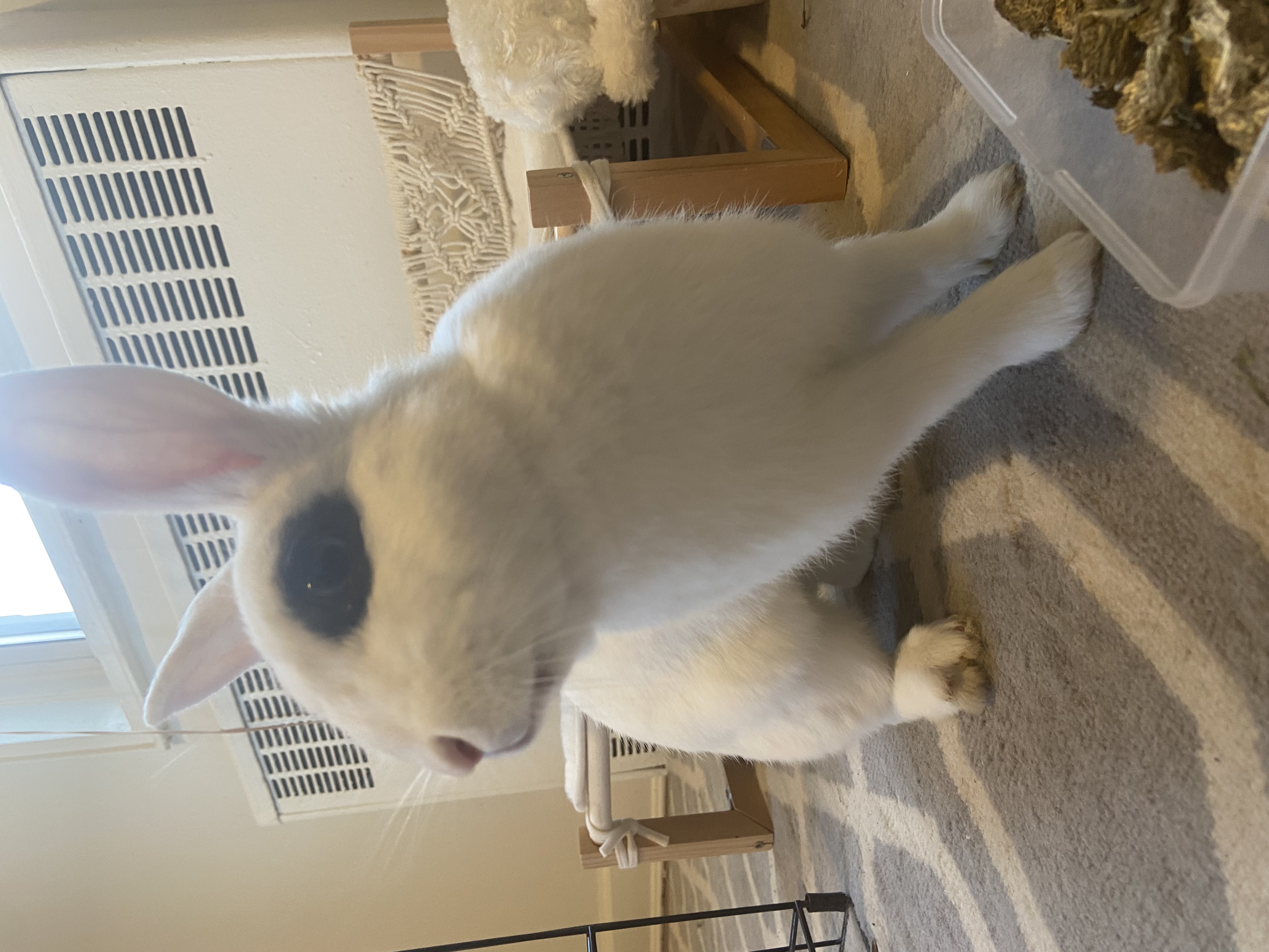 Dottie & Trapper (Bonded Male/Female Pair) photo 3